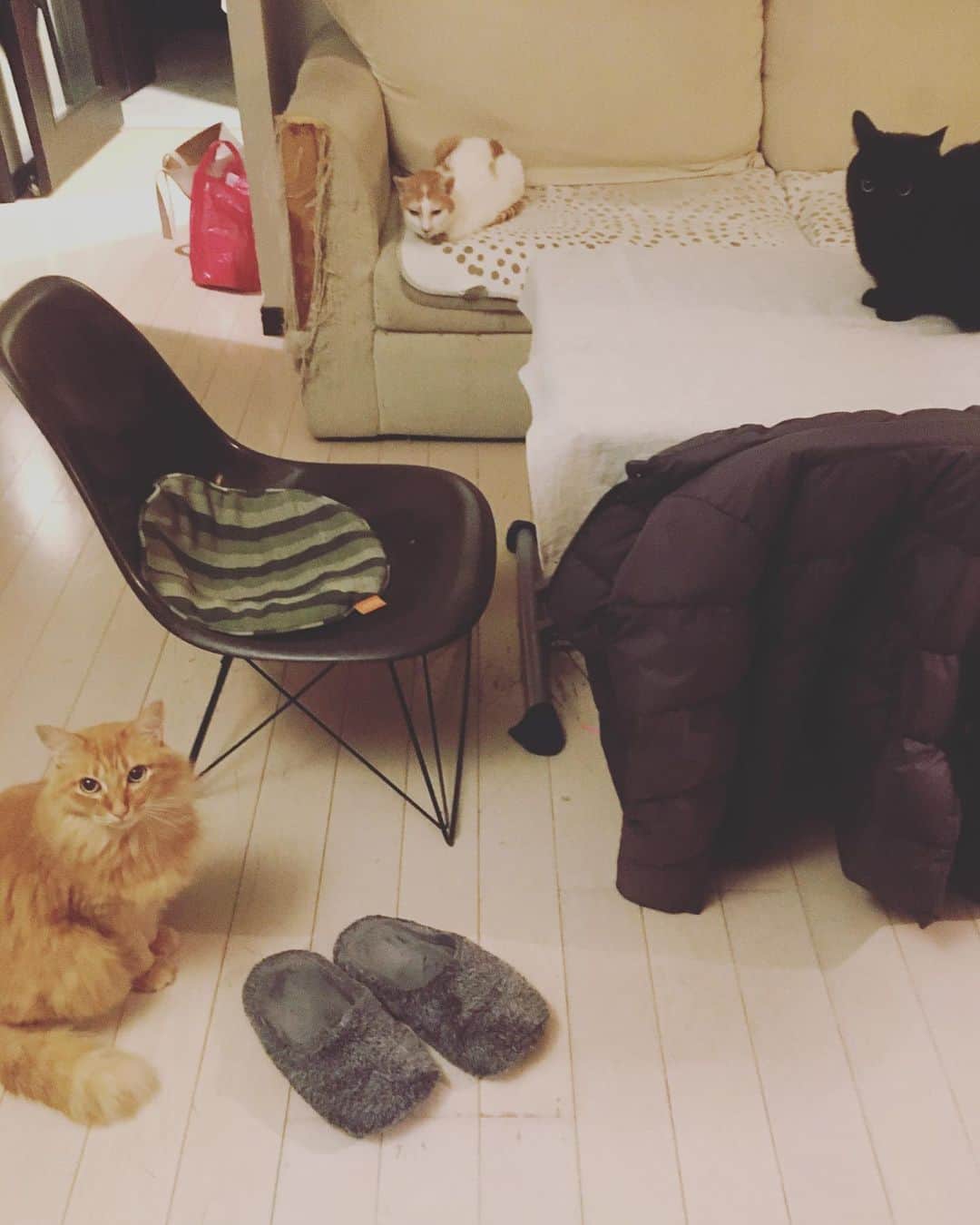 のインスタグラム：「ヤァ！ヤァ！ヤァ！  ママが夜遊びして帰ってきたぞ。 |ωΦ)|ωΦ)|ωΦ)  #猫沢組　#猫沢家の猫兄弟　#猫沢イオ」