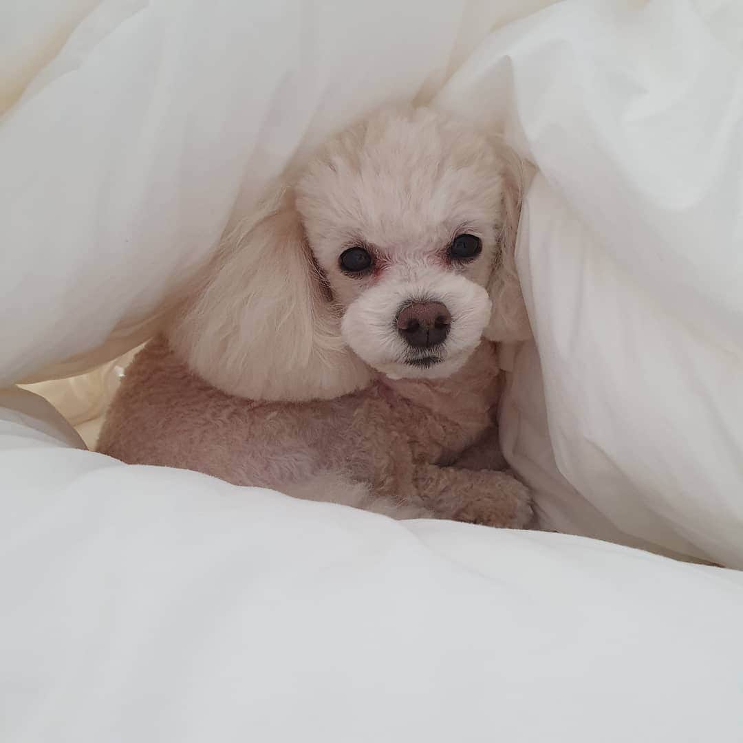 カン・ソラのインスタグラム：「#goodmorning #Minky #구름솜사탕」