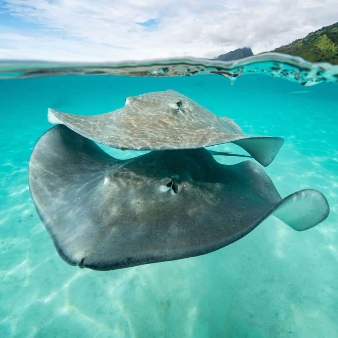 National Geographic Travelさんのインスタグラム写真 - (National Geographic TravelInstagram)「Photo by Cristina Mittermeier @Mitty | Like an undulating sandwich, these two pink whiprays, traveling together, came so close to me that I actually had to push them away gently with my camera! Whiprays off the coast of Moorea have been fed by people for decades, so they are not shy in approaching, and, despite their fearsome tail barb, they are quite gentle. Did you know that stingrays use electro-sensors to find their next meal on the ocean floor? With their eyes on the tops of their heads, they can't see underneath them to eat, so they feel for their food instead with electric currents. Charismatic and curious, the species gets its name for being tinted pink. In this image, it's easier to see the pink hue on the one closest to the sun.  Follow me @Mitty for more images of life underwater, and stories that explore the ways that we are all connected to our world's oceans. #Rays #EcoTourism #NewFriends #Ocean #Conservation」1月12日 10時04分 - natgeotravel