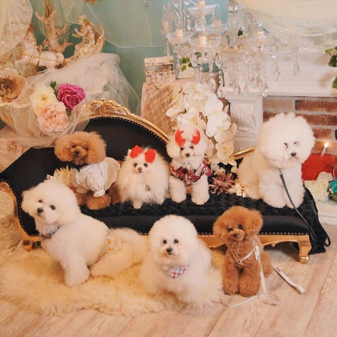 ゆうのインスタグラム：「. . 可愛い子達と🐶❤️ . しらす君の目の前で ポポロ君と浮気しちゃったアーニーさん😂 目を背けるしらす氏。 . . . #素敵な写真ありがとうございます #浮気ゴメンね🙏 . . .」