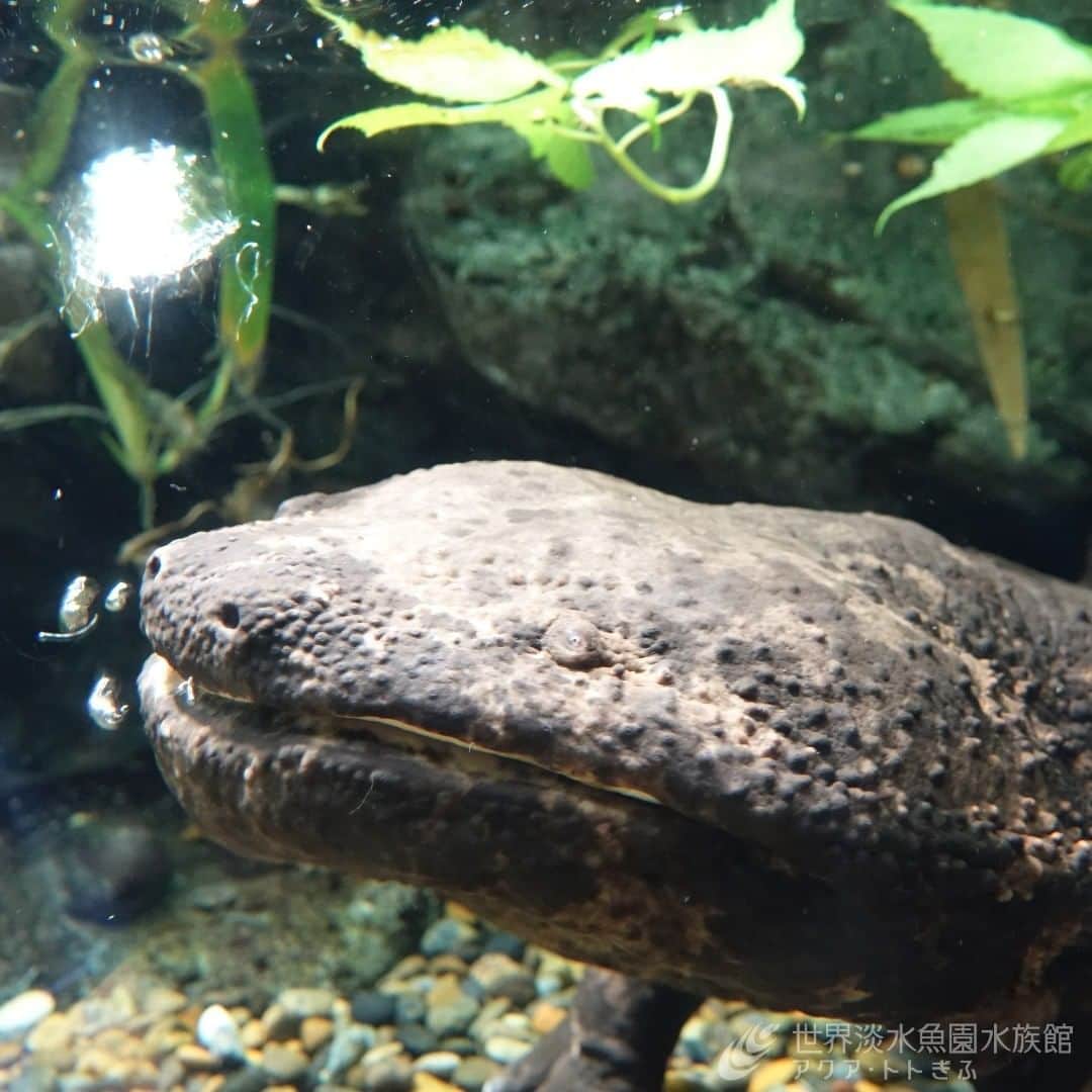 世界淡水魚園水族館 アクア・トト ぎふのインスタグラム：「普段なかなか動く様子を見ることが少ないオオサンショウウオですが、運が良ければ呼吸の後、こんな風に空気が出ている様子をご覧いただけるかもしれません。 お客様から「動いたー」「おぉー」と声が聞こえる瞬間です。  #アクアトト#アクアトト岐阜#アクアトトぎふ#水族館#aquarium#Japanesegiantsalamander#Andriasjaponicus」