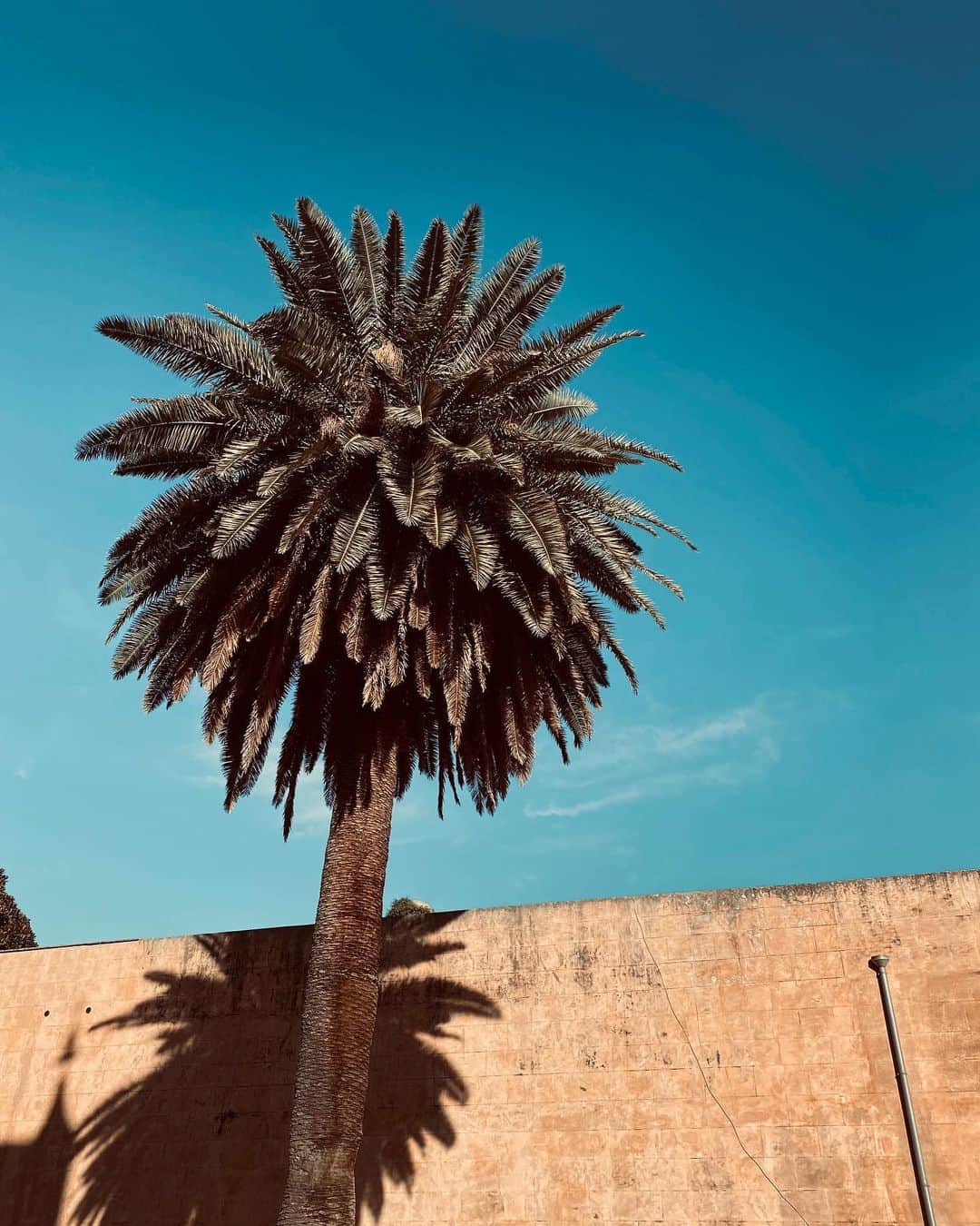 コリアックさんのインスタグラム写真 - (コリアックInstagram)「🌴 #marrakech #palermo #palmette」1月12日 3時10分 - martina_grasselli