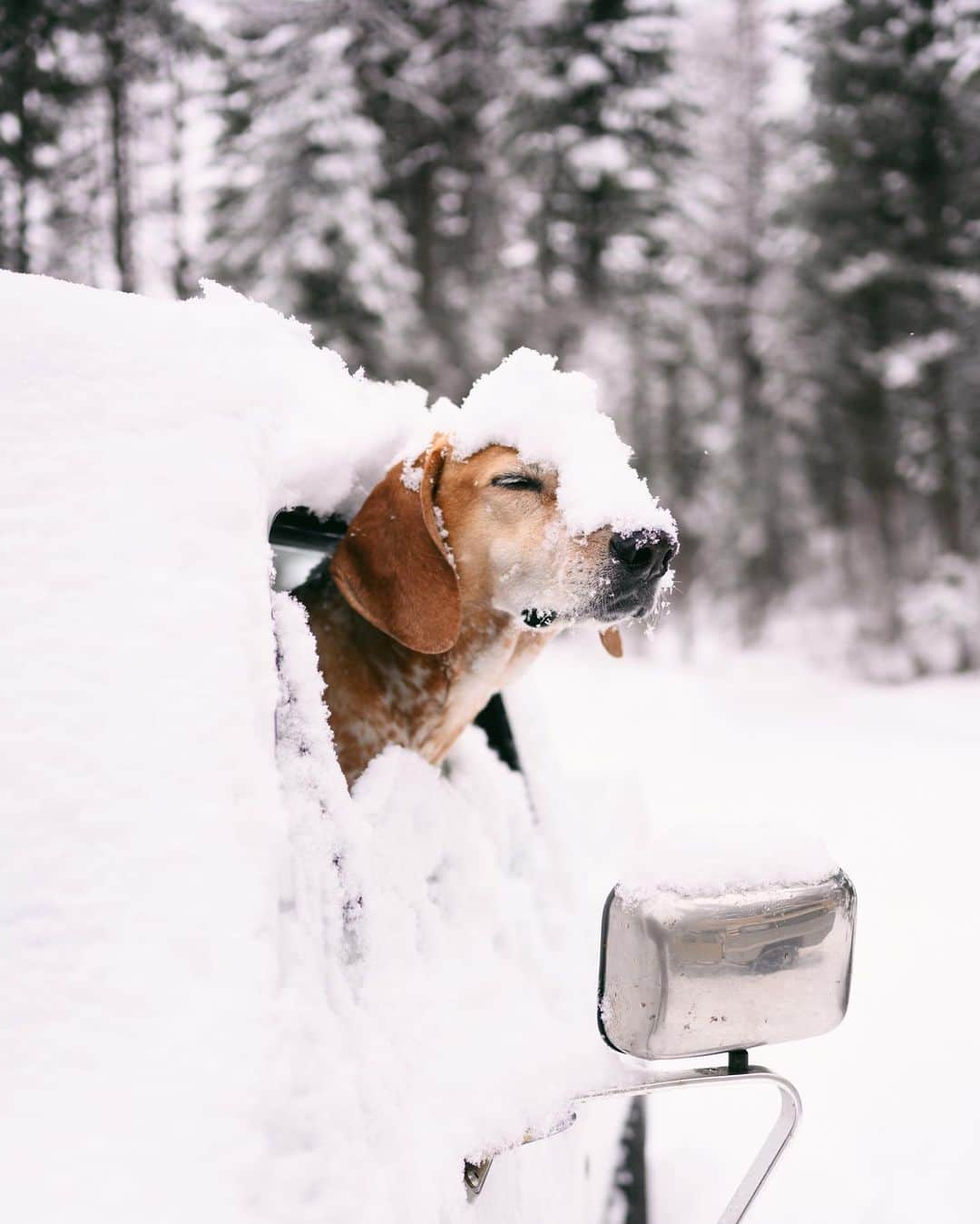 マディさんのインスタグラム写真 - (マディInstagram)「All the snows! The powder is finally here and the backcountry is calling ⛄️」1月12日 5時53分 - thiswildidea