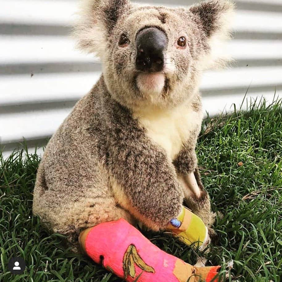 マキ・コニクソンさんのインスタグラム写真 - (マキ・コニクソンInstagram)「皆さまからSave Australia 🇦🇺 のドネーションの事でDMをたくさん頂いております！本当に有難うございます！全てのコメントにお返事が出来なくてごめんなさい。🙏🏻この写真はシドニーのランドマークオペラハウスの写真です。今オーストラリアは深刻な山火事と闘っています。5億匹の動物たちが犠牲になっています。(コメントに今じゃ10億匹の動物が犠牲になってると書いてあります。)世界が一丸となってオーストラリア&罪のない動物たちを救いましょう！ドネーション場所は他にもたくさんあると思うのですが私が寄付している所はオーストラリア人の知人達皆んなが口を揃えてここが良いと教えてくれたのと偶然にもリサーチ力抜群の娘のCCからもここ！と教えてもらった所が一致した @wireswildliferescue なんです。私はここに微力ながら寄付しています。本当に自分のキャパ内ですが。Swipe出来るのでストーリーにまたあげました。一応この投稿にもアップしますね！私達の国日本も自然災害で大変な時に”Save Japan🇯🇵 “と世界中が助けてくれました。恩返ししましょう！ アメリカからは約100人の消防士が年明け早々ボランティアとしてオーストラリアに向けて出発しました。私はいま自分が出来る事をします！人間が原因を作ってしまっている温暖化問題にも真剣に向き合って行かなければなりません。そしてイラン問題もあるしもう心から世界平和を願います。🙏🏻 本当に世界はいま課題だらけです.... 日本の報道であまり取り上げてくれないなら私達で拡散しよう！そして一匹でも多くの動物の命を救おうね！ #Save Australia 🇦🇺 #bushfiresaustralia  #saveaustralianwildlife#saveaustralia  #世界平和を願うばかり🙏🏻 #もっと日本の報道で扱って欲しい！」1月12日 6時02分 - makikonikson