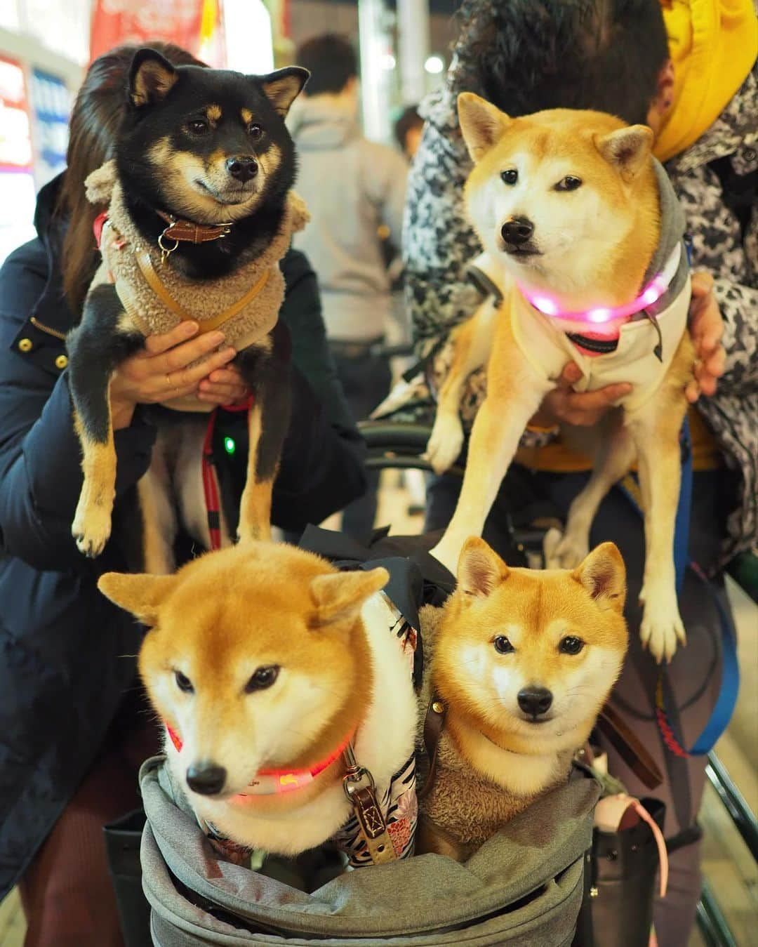 豆柴にこちゃんさんのインスタグラム写真 - (豆柴にこちゃんInstagram)「🐶🐶🐶🐶 おはよー 昨日は柴かき氷部（かき氷抜き） の活動が吉祥寺で行われました❣️ . 🍧部員 まるんちゃん @marun1213 こなつちゃん @konatsu170310  みっちゃん @mitsumame_shibasta . トムは仕事の得意先の新年会参加のため、欠席。 （ですが、次の投稿でオチがあります） . 一次会は初めて、 #串カツ田中 に行ったよ✨ . 吉祥寺にあるのは知ってたけど、 店内犬okとは知らなかった😍 犬は服の着用必須みたい。 . 店内は混雑してたけど、 みんな始終おりこうだったね😊 . そして串カツを頼んだら 給食みたいにごっそり出てきたよ🤣 7人で50000カロリーは摂取しました🐷 . 7枚目、にこの頭にお皿を乗せて 焼きそば食べてたら、 こなパパに写真撮られて いつのまに画像加工されてた😂 . #カレークック というキン肉超人らしい🍛 こなパパ面白い🤣 . つづく . #柴犬#豆柴#pecoいぬ部#犬#わんこ#犬#ここ柴部#shibainu#dog#mameshiba#pecotv#shiba#いぬのきもち部#しばいぬ#しばけん#こいぬ#シバイヌ#いぬ#イヌ#ペット#日本犬#子犬#puppy#pet#시바견#강아지#개#barked#9gag」1月12日 7時52分 - nikochan.mame48