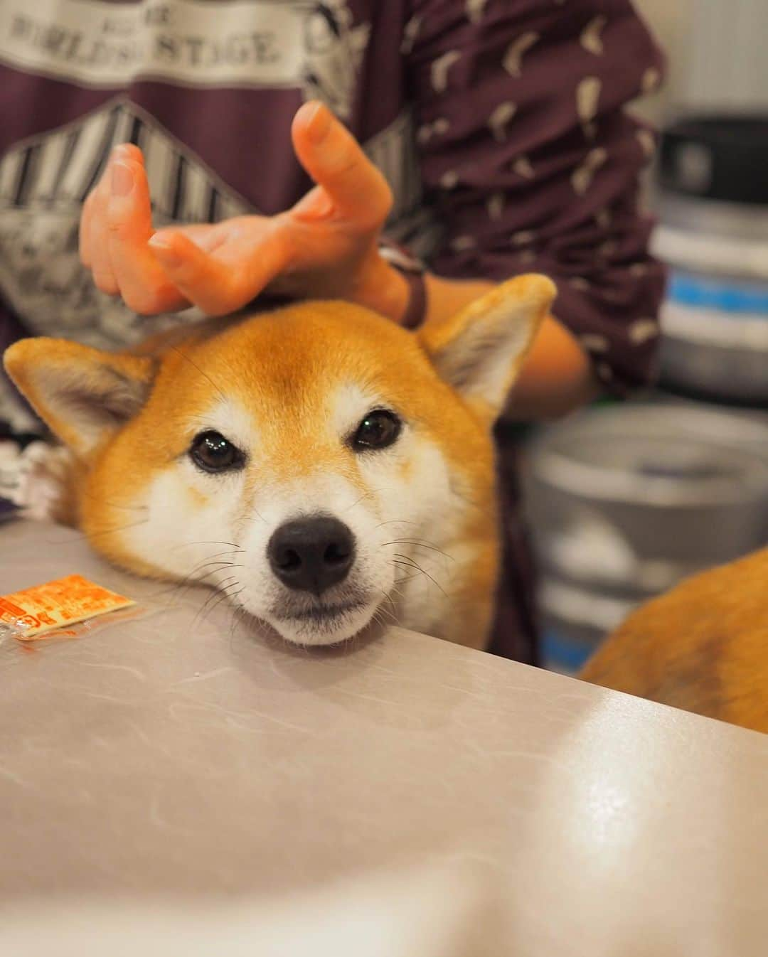 豆柴にこちゃんさんのインスタグラム写真 - (豆柴にこちゃんInstagram)「🐶🐶🐶🐶 おはよー 昨日は柴かき氷部（かき氷抜き） の活動が吉祥寺で行われました❣️ . 🍧部員 まるんちゃん @marun1213 こなつちゃん @konatsu170310  みっちゃん @mitsumame_shibasta . トムは仕事の得意先の新年会参加のため、欠席。 （ですが、次の投稿でオチがあります） . 一次会は初めて、 #串カツ田中 に行ったよ✨ . 吉祥寺にあるのは知ってたけど、 店内犬okとは知らなかった😍 犬は服の着用必須みたい。 . 店内は混雑してたけど、 みんな始終おりこうだったね😊 . そして串カツを頼んだら 給食みたいにごっそり出てきたよ🤣 7人で50000カロリーは摂取しました🐷 . 7枚目、にこの頭にお皿を乗せて 焼きそば食べてたら、 こなパパに写真撮られて いつのまに画像加工されてた😂 . #カレークック というキン肉超人らしい🍛 こなパパ面白い🤣 . つづく . #柴犬#豆柴#pecoいぬ部#犬#わんこ#犬#ここ柴部#shibainu#dog#mameshiba#pecotv#shiba#いぬのきもち部#しばいぬ#しばけん#こいぬ#シバイヌ#いぬ#イヌ#ペット#日本犬#子犬#puppy#pet#시바견#강아지#개#barked#9gag」1月12日 7時52分 - nikochan.mame48