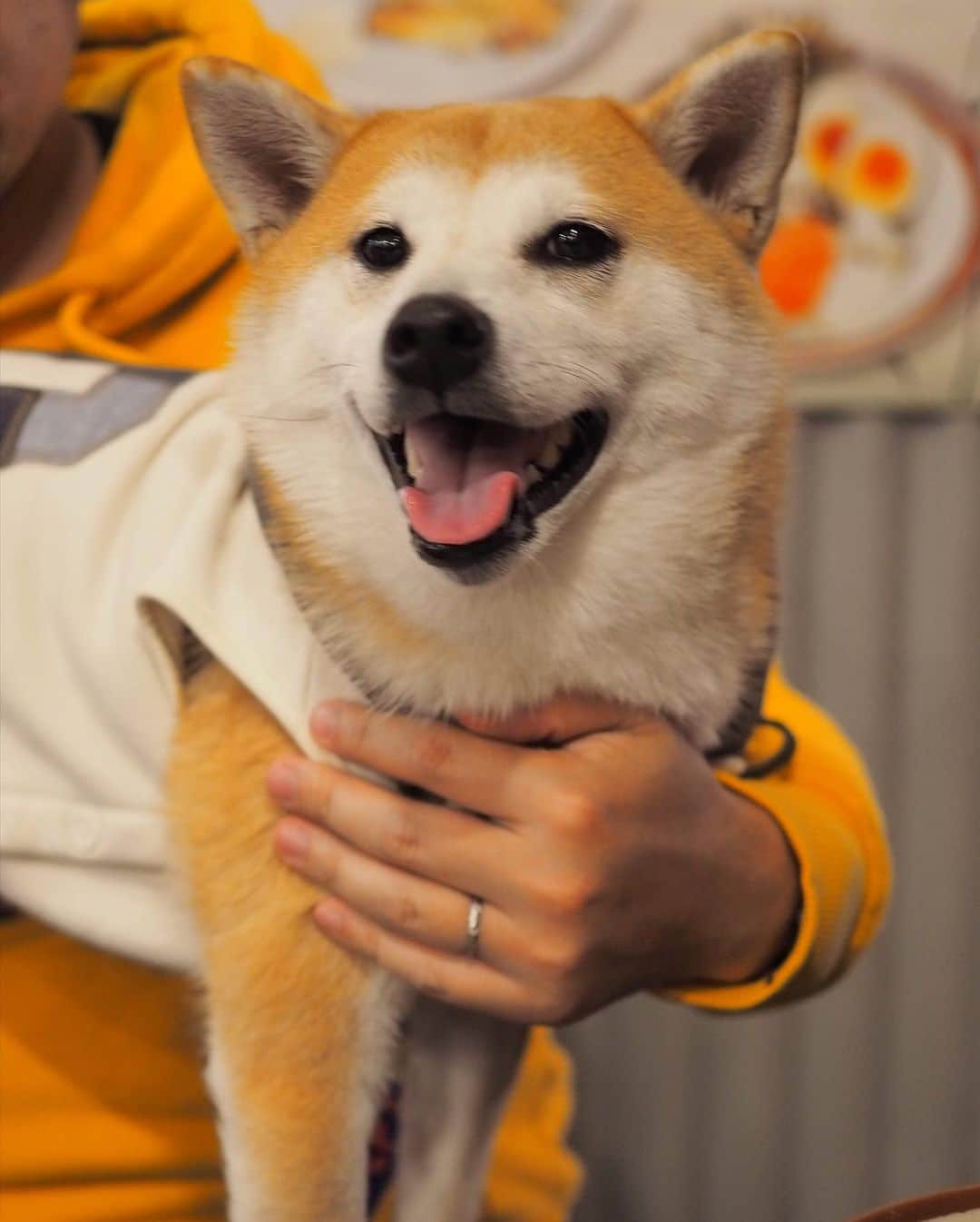 豆柴にこちゃんさんのインスタグラム写真 - (豆柴にこちゃんInstagram)「🐶🐶🐶🐶 おはよー 昨日は柴かき氷部（かき氷抜き） の活動が吉祥寺で行われました❣️ . 🍧部員 まるんちゃん @marun1213 こなつちゃん @konatsu170310  みっちゃん @mitsumame_shibasta . トムは仕事の得意先の新年会参加のため、欠席。 （ですが、次の投稿でオチがあります） . 一次会は初めて、 #串カツ田中 に行ったよ✨ . 吉祥寺にあるのは知ってたけど、 店内犬okとは知らなかった😍 犬は服の着用必須みたい。 . 店内は混雑してたけど、 みんな始終おりこうだったね😊 . そして串カツを頼んだら 給食みたいにごっそり出てきたよ🤣 7人で50000カロリーは摂取しました🐷 . 7枚目、にこの頭にお皿を乗せて 焼きそば食べてたら、 こなパパに写真撮られて いつのまに画像加工されてた😂 . #カレークック というキン肉超人らしい🍛 こなパパ面白い🤣 . つづく . #柴犬#豆柴#pecoいぬ部#犬#わんこ#犬#ここ柴部#shibainu#dog#mameshiba#pecotv#shiba#いぬのきもち部#しばいぬ#しばけん#こいぬ#シバイヌ#いぬ#イヌ#ペット#日本犬#子犬#puppy#pet#시바견#강아지#개#barked#9gag」1月12日 7時52分 - nikochan.mame48