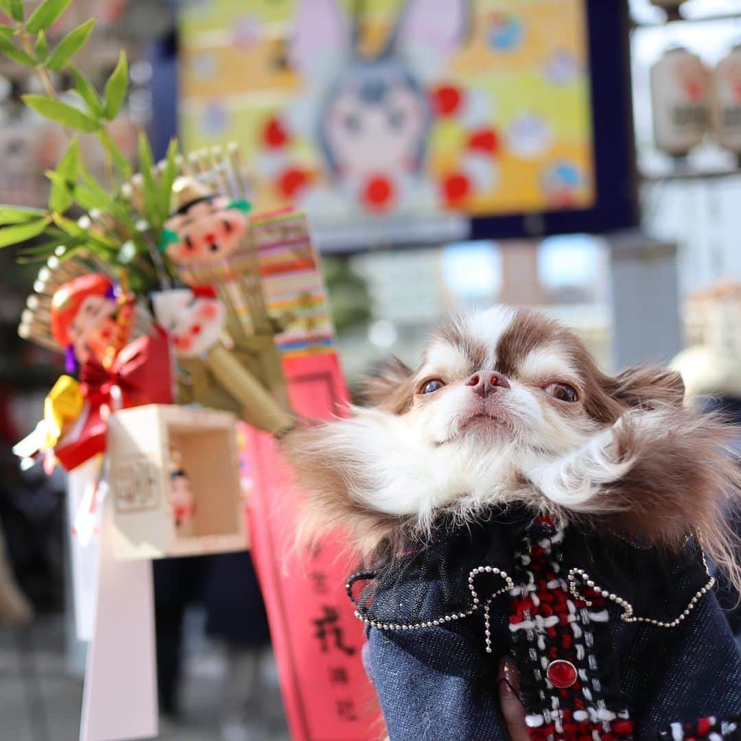 kayoのインスタグラム：「* * えべっさんに行って来たよ😆 * * Lychee💗 * * #今宮戎 #えべっさん * #chihuahua#chihuahualove#dogstgram#dog#instadog#チワワ#チワワ大好き * *」