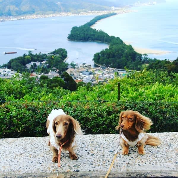 くるみんのインスタグラム：「* 昨日のこのみちゃんとの写真を探していたら、こんな写真を発見した。  5年前、このみちゃんご一家と合流する前に天橋立に行ったんだ  #ミニチュアダックスフンド #ミニチュアダックスフント #ミニチュアダックス #イザベラタン #イザベラ #カニンヘンダックスフント #カニンヘン #カニンヘンダックス #カニンヘンダックスフンド #チョコタンダックス #チョコタン #ダックス多頭飼い #ダックスフント #ダックスフンドカニンヘン #ダックスフンド #ダックス #天橋立 #天橋立ビューランド #股のぞき #わんこなしでは生きていけません会 #いぬばか部 #いぬすたぐらむ #短足部 #dachshundgram #dachshund #dogstagram #instagramdog #instadachs #kyounodachs #7pets_1day」