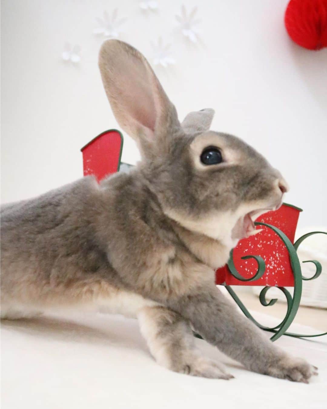 Kayoのインスタグラム：「ぬぉーーん まだ家の中に🎄クリスマスがあふれてる 大掃除もせずに今日に至るとか‥あはっ いーの。 沖縄は旧暦文化だから←」