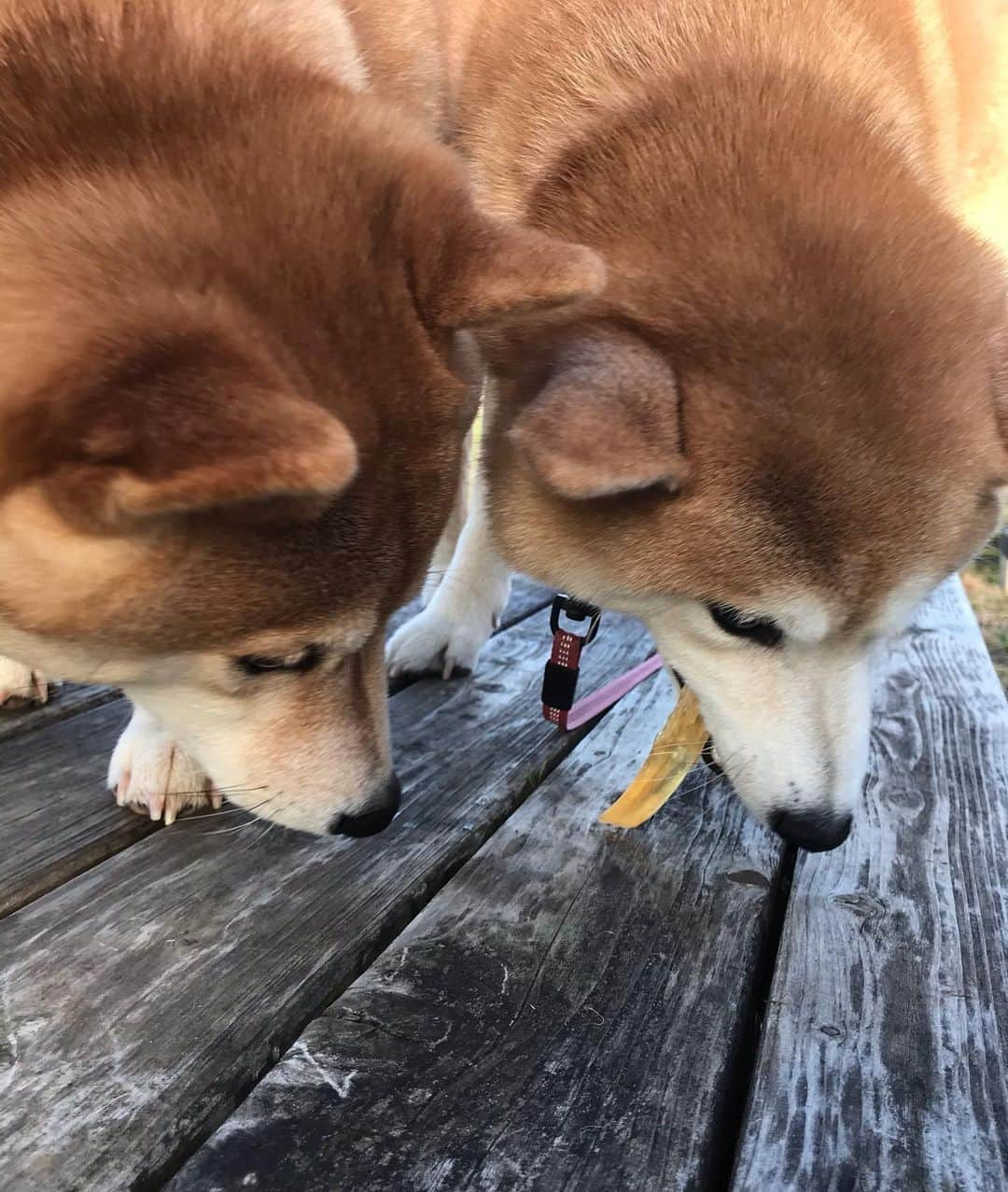 柴犬のモモさんのインスタグラム写真 - (柴犬のモモInstagram)「おはようございます。今朝もお友達ワンコと一緒になり、牛アキレスもらってモモさん大喜び #いぬ #イヌ #犬 #柴犬 #赤柴 #日本犬 #犬バカ部 #ふわもこ部 #いぬら部 #癒しわんこ #柴犬マニア #犬のいる暮らし #口角キュキュッと部 #shiba #shibainu #shibadog #dogstagram #dogsofinstagram #shibastagram #shibasofinstagram #shibamania #inu #instadog #toyota_dog」1月12日 9時27分 - shi_ba_i_nu_momo