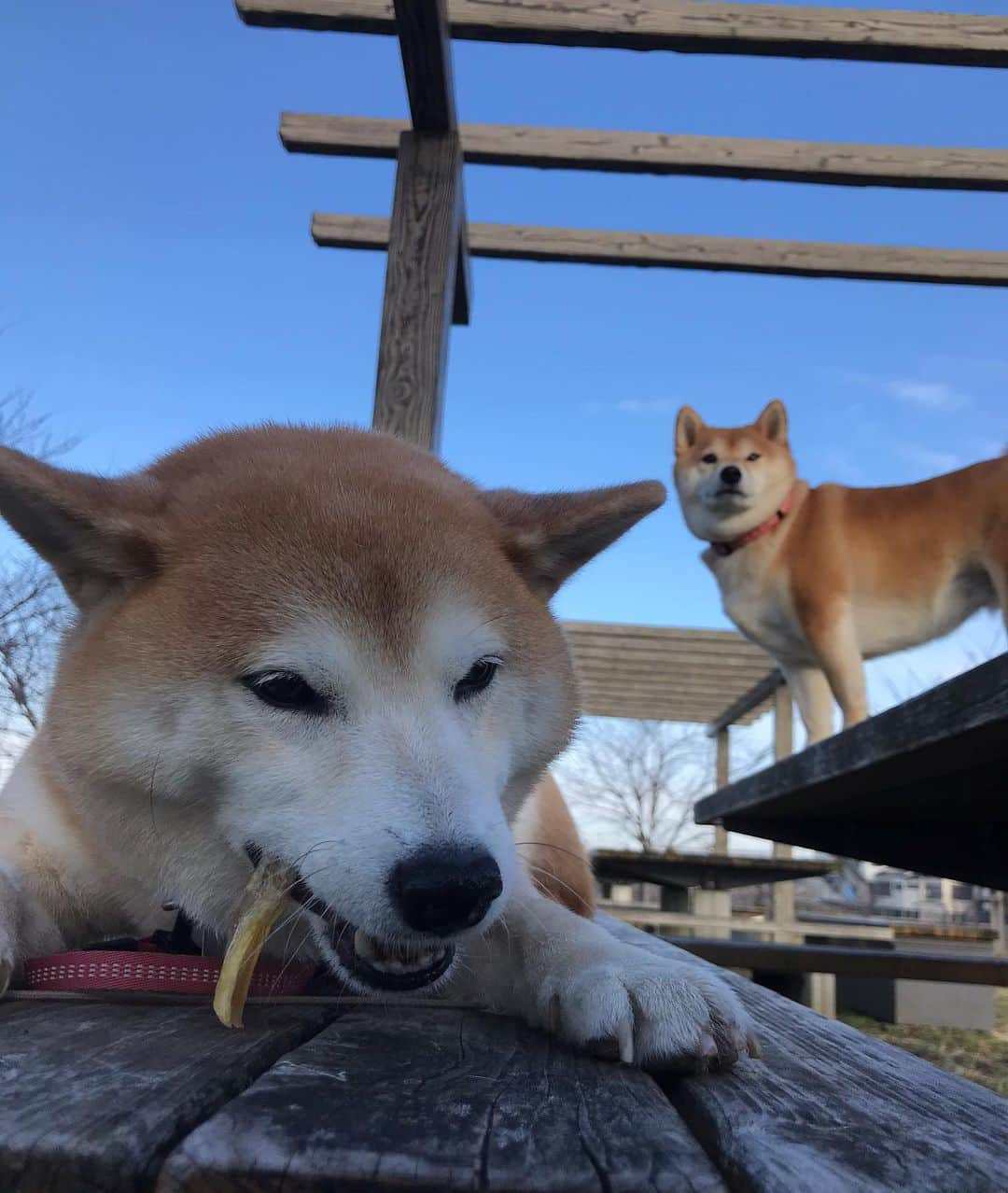 柴犬のモモさんのインスタグラム写真 - (柴犬のモモInstagram)「おはようございます。今朝もお友達ワンコと一緒になり、牛アキレスもらってモモさん大喜び #いぬ #イヌ #犬 #柴犬 #赤柴 #日本犬 #犬バカ部 #ふわもこ部 #いぬら部 #癒しわんこ #柴犬マニア #犬のいる暮らし #口角キュキュッと部 #shiba #shibainu #shibadog #dogstagram #dogsofinstagram #shibastagram #shibasofinstagram #shibamania #inu #instadog #toyota_dog」1月12日 9時27分 - shi_ba_i_nu_momo