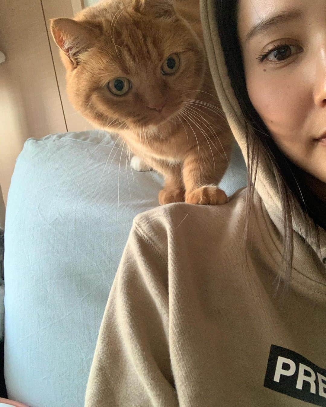 美優さんのインスタグラム写真 - (美優Instagram)「甘えん坊コッコさんと、 お喋り猫のたつろう🐈 ・ ・ 2匹のアカウントではよく投稿しているけど、こちらでは久しぶりの投稿😄 ・ 2匹のYouTubeでもやろうかなぁ？と考え中…💤 ・ ・ @co.tatu ・ #cat #猫 #ねこ #ネコ #neko #kitty #マンチカン #manchkin #munchikncat #petstagram #cats #にゃんすたぐらむ #猫のいる暮らし」1月12日 20時46分 - miyu11_20