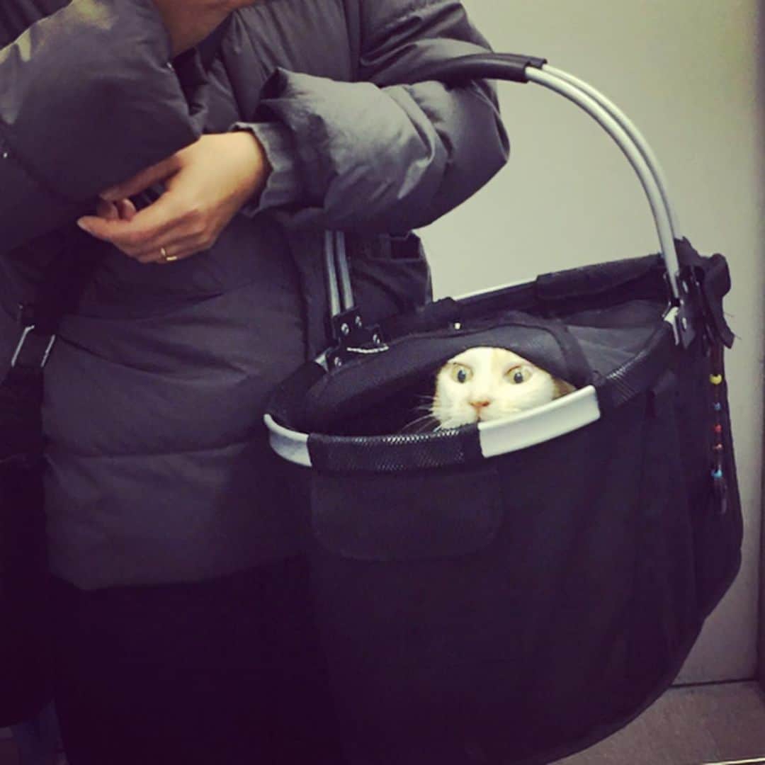 のインスタグラム：「イオちゃん、おめめひんむきながら病院へ😂本日は、待ちに待った血糖値検査です。  しかし残念ながら、血糖値は600と非常に高く、下がってはいなかった。ただこれは、初期の血糖値コントロールにはよくあることなのだそう。インスリンコントロールのための入院時、飼い主から離れてごはんを食べなくなるわんニャーが多いため、家に戻ってふつうにごはんを食べ始めてやっと日常のインスリン量がわかってくるという。  イオの場合もまったくこれで、まさか病院ではそんなに少食になっていたとは思いもしなかった。インスリンは足りないよりも打ちすぎることによる低血糖が怖いので、あくまでも慎重に量を増やしていかねばならない。  イオは明日から毎日1mmずつの投与に切り替えて、また1週間後の数値を見てみることになった。  ただ、今日は朗報もあった。イオの飲水量の多さから、もしかしたら慢性腎不全も併発しているんじゃないかと心配していたのだけど、腎臓の数値はのきなみ正常値で、これは糖尿病いっぱつからきていることがはっきりして、私は飛び上がりそうなほど嬉しかった😆  血糖値が下がれば、体重もまた増えてきますよという先生の言葉とともに帰宅。本日の体重は、3.05kg。増えてはいないけれど、減ってもいないということで💮✨ #猫沢イオ　#イオの糖尿病日記」