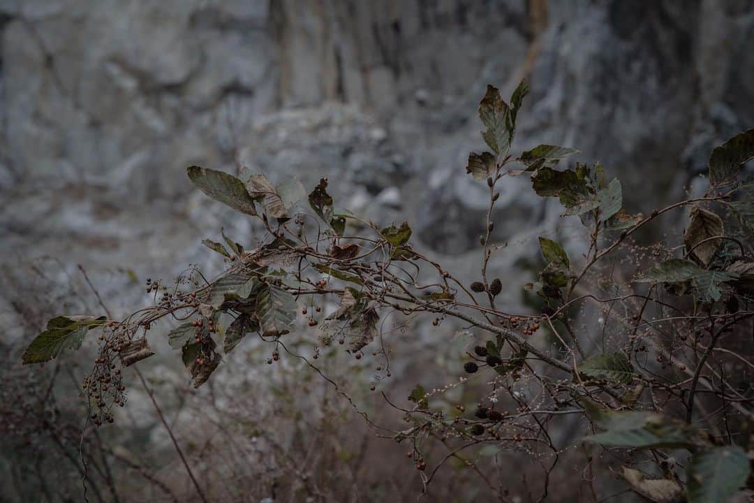 Shinsuke Inoueのインスタグラム：「#Plants #Nature #Takamatsu #Kagawa #Japan」