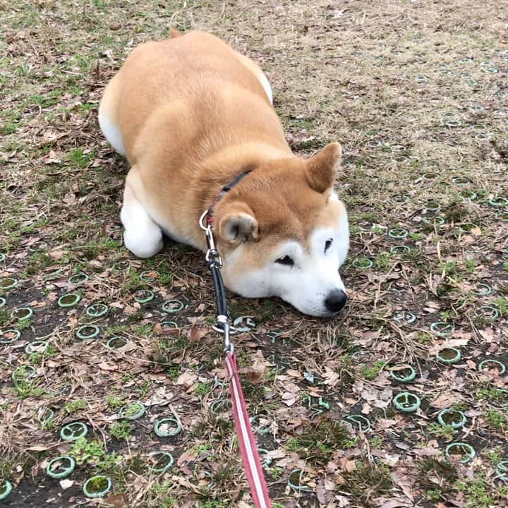 こなつのインスタグラム