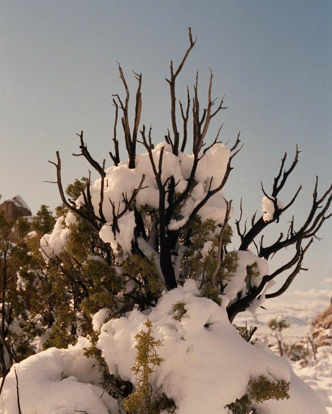 アリス・ガオさんのインスタグラム写真 - (アリス・ガオInstagram)「joshua tree after the snow [dec 27, 2019] shot on #leicam6 #portra400」1月12日 12時02分 - alice_gao