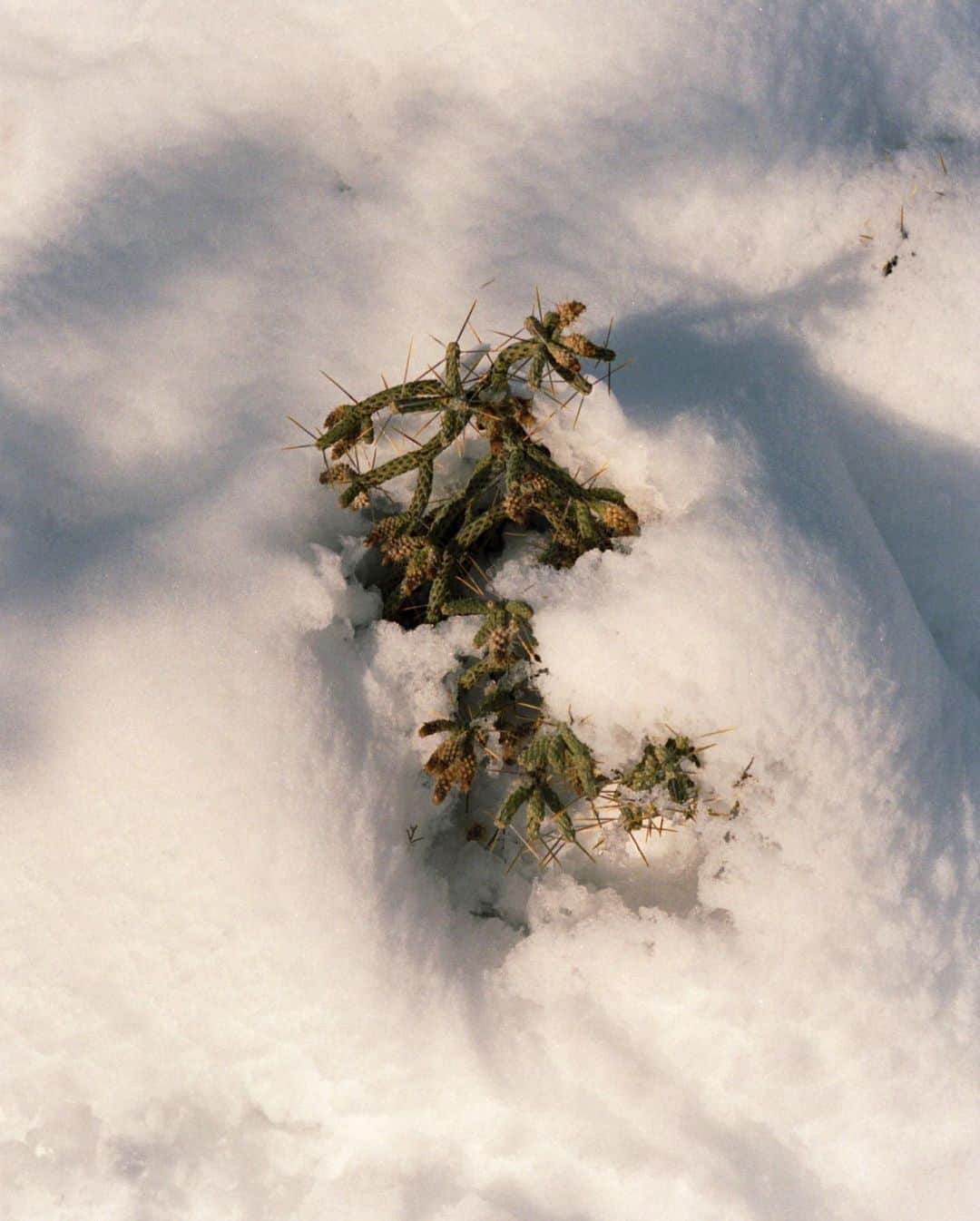 アリス・ガオさんのインスタグラム写真 - (アリス・ガオInstagram)「joshua tree after the snow [dec 27, 2019] shot on #leicam6 #portra400」1月12日 12時02分 - alice_gao