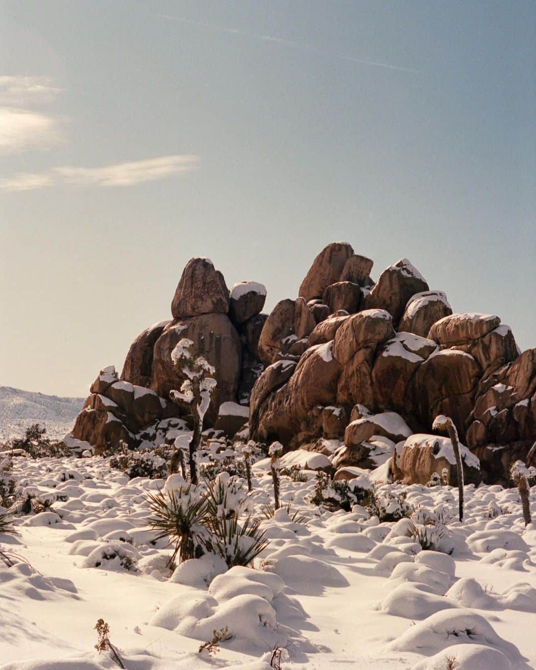アリス・ガオのインスタグラム：「joshua tree after the snow [dec 27, 2019] shot on #leicam6 #portra400」