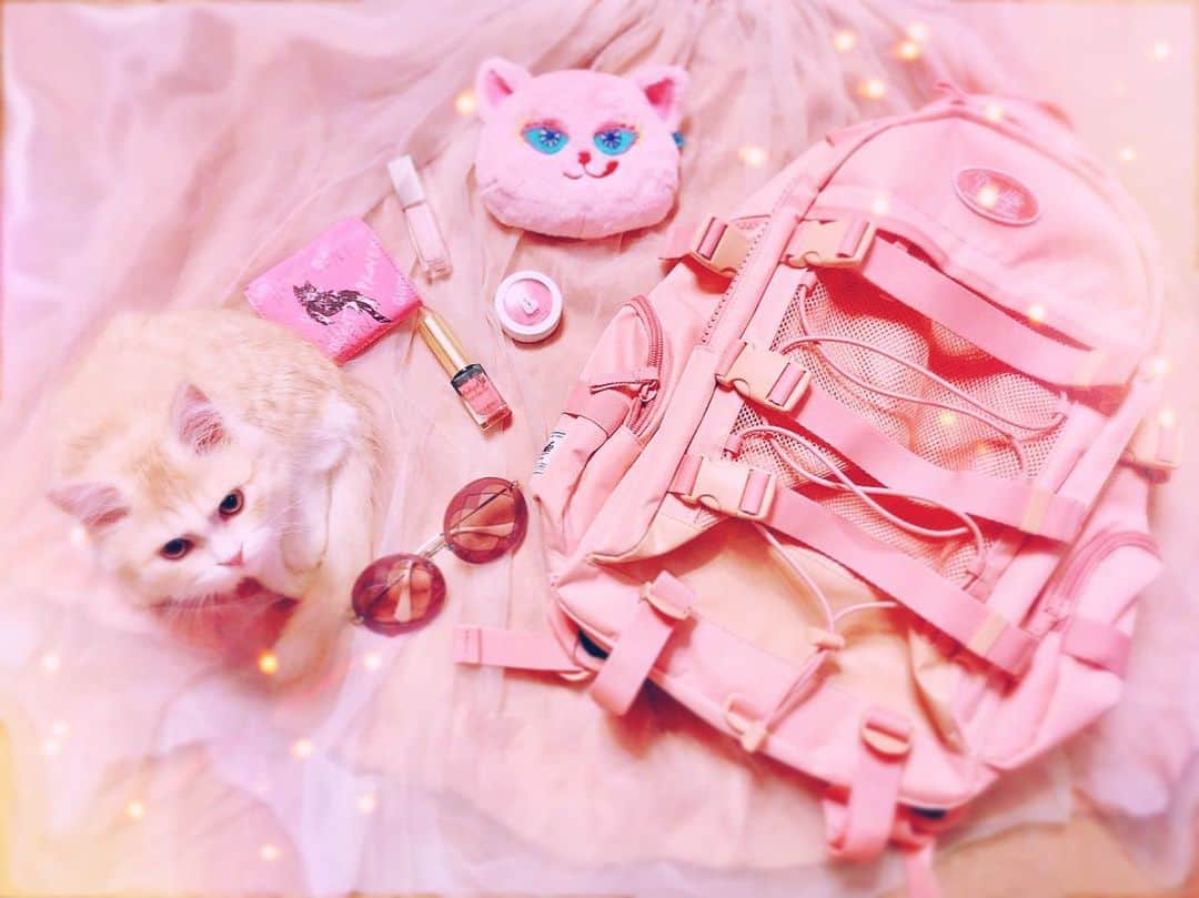 小越しほみさんのインスタグラム写真 - (小越しほみInstagram)「・ ・ ピンクと猫グッズ集めがち🐈🎀 ・ リュックは新入りなんだけど かなりいっぱい入るから 何かと重宝しそう💝 ・ 物撮りしてたら 承太郎がログインしてきた🤭💓 ・ ・ ・ ・ ・ #ピンク #pink #猫 #cat #ねこ #ネコ #猫グッズ #daylife #miumiu #ysl #paulandjoe #rmk #マンチカン #猫のいる暮らし #猫のいる生活 #catstagram #ねこすたぐらむ #にゃんすたぐらむ #承太郎」1月12日 12時18分 - shihomi1129