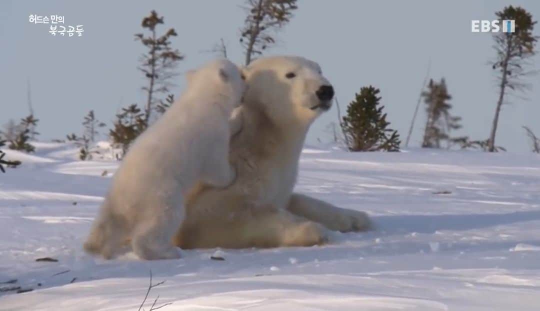 金惠理さんのインスタグラム写真 - (金惠理Instagram)「#허드슨만의북극곰 고리무늬물범이 식단의 90%를 차지하는 허드슨만의 북극곰들은 약 4개월간 이어지는 여름내내 배를 굶주리며 어서 바다가 얼기만을 기다린다. . . 그 중 새끼를 밴 암컷들은 토굴을 파고들어가 새끼를 낳고 보호하며 꼬박 8개월동안 아무 것도 먹지 못한다. . . 토굴 밖으로 나온 어미 북극곰과 새끼 곰.  어미의 털은 토굴 속에서 몇 개월을 있던 탓에 누런 흙 투성이지만 어미 품에 안겨있던 새끼의 털은 눈밭에 있었던 것처럼 새하얗다. . . 몇 개월을 굶주린 어미 곰이 평소라면 곧장 바다로 가 사냥을 시작했겠지만 지금은 새끼곰이 바다까지의 장거리 여정을 소화할 수 있을 만큼 튼튼해질 때까지 기다린다. . . #북극곰 #다큐멘터리 #polarbear #documentary」1月12日 12時30分 - thehyeleekim