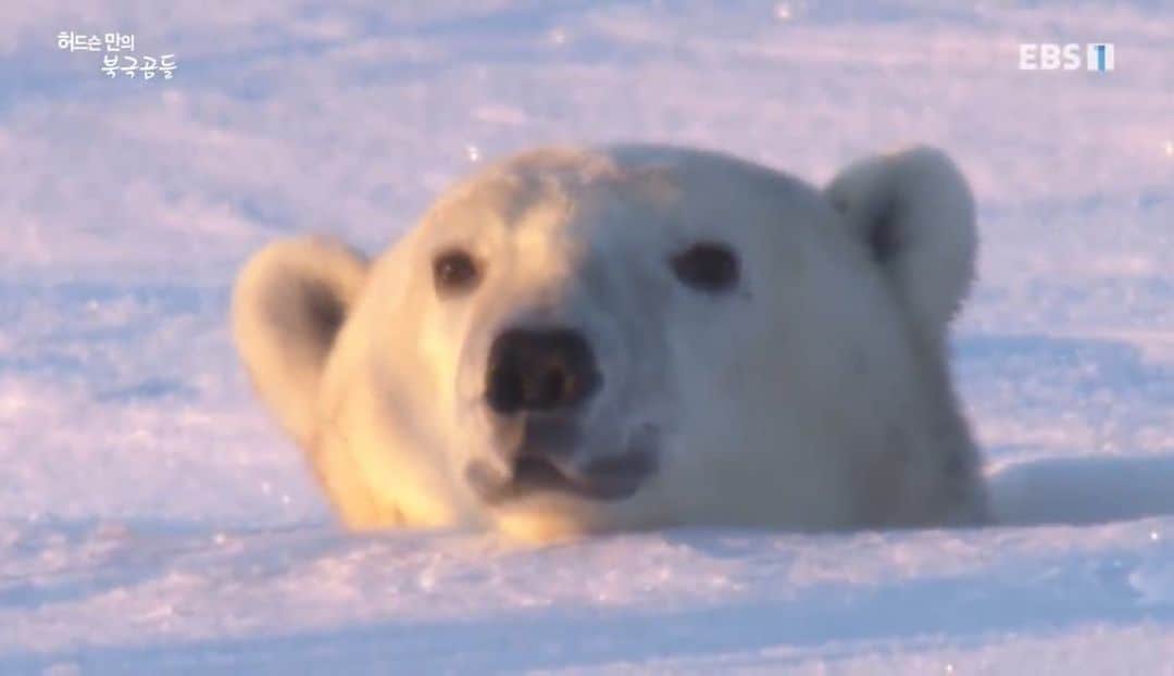 金惠理さんのインスタグラム写真 - (金惠理Instagram)「#허드슨만의북극곰 고리무늬물범이 식단의 90%를 차지하는 허드슨만의 북극곰들은 약 4개월간 이어지는 여름내내 배를 굶주리며 어서 바다가 얼기만을 기다린다. . . 그 중 새끼를 밴 암컷들은 토굴을 파고들어가 새끼를 낳고 보호하며 꼬박 8개월동안 아무 것도 먹지 못한다. . . 토굴 밖으로 나온 어미 북극곰과 새끼 곰.  어미의 털은 토굴 속에서 몇 개월을 있던 탓에 누런 흙 투성이지만 어미 품에 안겨있던 새끼의 털은 눈밭에 있었던 것처럼 새하얗다. . . 몇 개월을 굶주린 어미 곰이 평소라면 곧장 바다로 가 사냥을 시작했겠지만 지금은 새끼곰이 바다까지의 장거리 여정을 소화할 수 있을 만큼 튼튼해질 때까지 기다린다. . . #북극곰 #다큐멘터리 #polarbear #documentary」1月12日 12時30分 - thehyeleekim