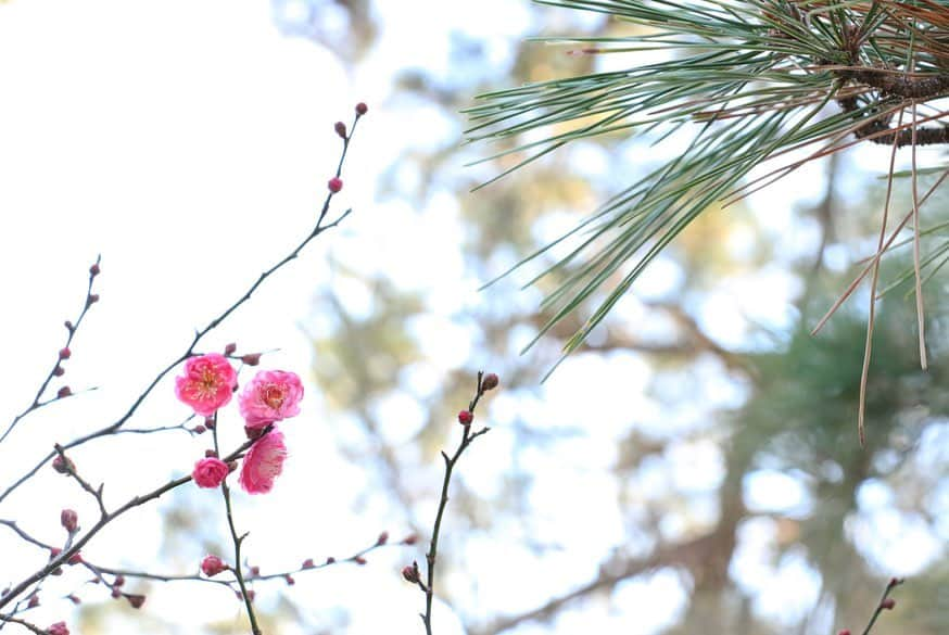 八芳園さんのインスタグラム写真 - (八芳園Instagram)「. . ‪日本の72の季節を表す「七十二候」。‬ ‪現在は「小寒」の「水泉動」（しみずあたたかをふくむ）の期間で、地中で凍った泉の水が溶け、動き始める頃と言われています。‬ ‪肌寒さが続きますが、‬ ‪庭園では梅の花が美しく咲き始めました。‬ ‪少しずつ春へ向かっている季節の移ろいを、‬ ‪見つけてみてください。‬ . .  #八芳園 #生涯式場 #生涯式場八芳園 #ともに歩いていく #結婚式 #花嫁#花嫁さんと繋がりたい #日本庭園 #白金台　#港区　#東京#2020 #庭園#梅　#冬  #happoen #happoenwedding #tokyowedding #japaneseculture  #tokyotrip #japantrip #japan #tokyo #japanesegarden #winter #tokyotravel #japaneseflower」1月12日 13時42分 - happoen