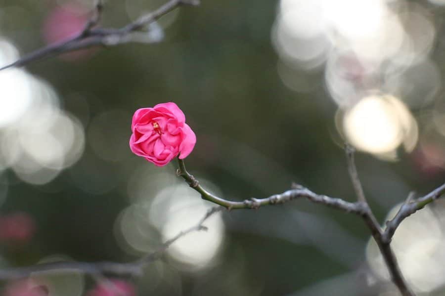 八芳園さんのインスタグラム写真 - (八芳園Instagram)「. . ‪日本の72の季節を表す「七十二候」。‬ ‪現在は「小寒」の「水泉動」（しみずあたたかをふくむ）の期間で、地中で凍った泉の水が溶け、動き始める頃と言われています。‬ ‪肌寒さが続きますが、‬ ‪庭園では梅の花が美しく咲き始めました。‬ ‪少しずつ春へ向かっている季節の移ろいを、‬ ‪見つけてみてください。‬ . .  #八芳園 #生涯式場 #生涯式場八芳園 #ともに歩いていく #結婚式 #花嫁#花嫁さんと繋がりたい #日本庭園 #白金台　#港区　#東京#2020 #庭園#梅　#冬  #happoen #happoenwedding #tokyowedding #japaneseculture  #tokyotrip #japantrip #japan #tokyo #japanesegarden #winter #tokyotravel #japaneseflower」1月12日 13時42分 - happoen