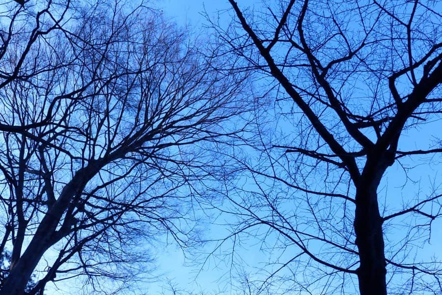 八芳園さんのインスタグラム写真 - (八芳園Instagram)「. . ‪日本の72の季節を表す「七十二候」。‬ ‪現在は「小寒」の「水泉動」（しみずあたたかをふくむ）の期間で、地中で凍った泉の水が溶け、動き始める頃と言われています。‬ ‪肌寒さが続きますが、‬ ‪庭園では梅の花が美しく咲き始めました。‬ ‪少しずつ春へ向かっている季節の移ろいを、‬ ‪見つけてみてください。‬ . .  #八芳園 #生涯式場 #生涯式場八芳園 #ともに歩いていく #結婚式 #花嫁#花嫁さんと繋がりたい #日本庭園 #白金台　#港区　#東京#2020 #庭園#梅　#冬  #happoen #happoenwedding #tokyowedding #japaneseculture  #tokyotrip #japantrip #japan #tokyo #japanesegarden #winter #tokyotravel #japaneseflower」1月12日 13時42分 - happoen