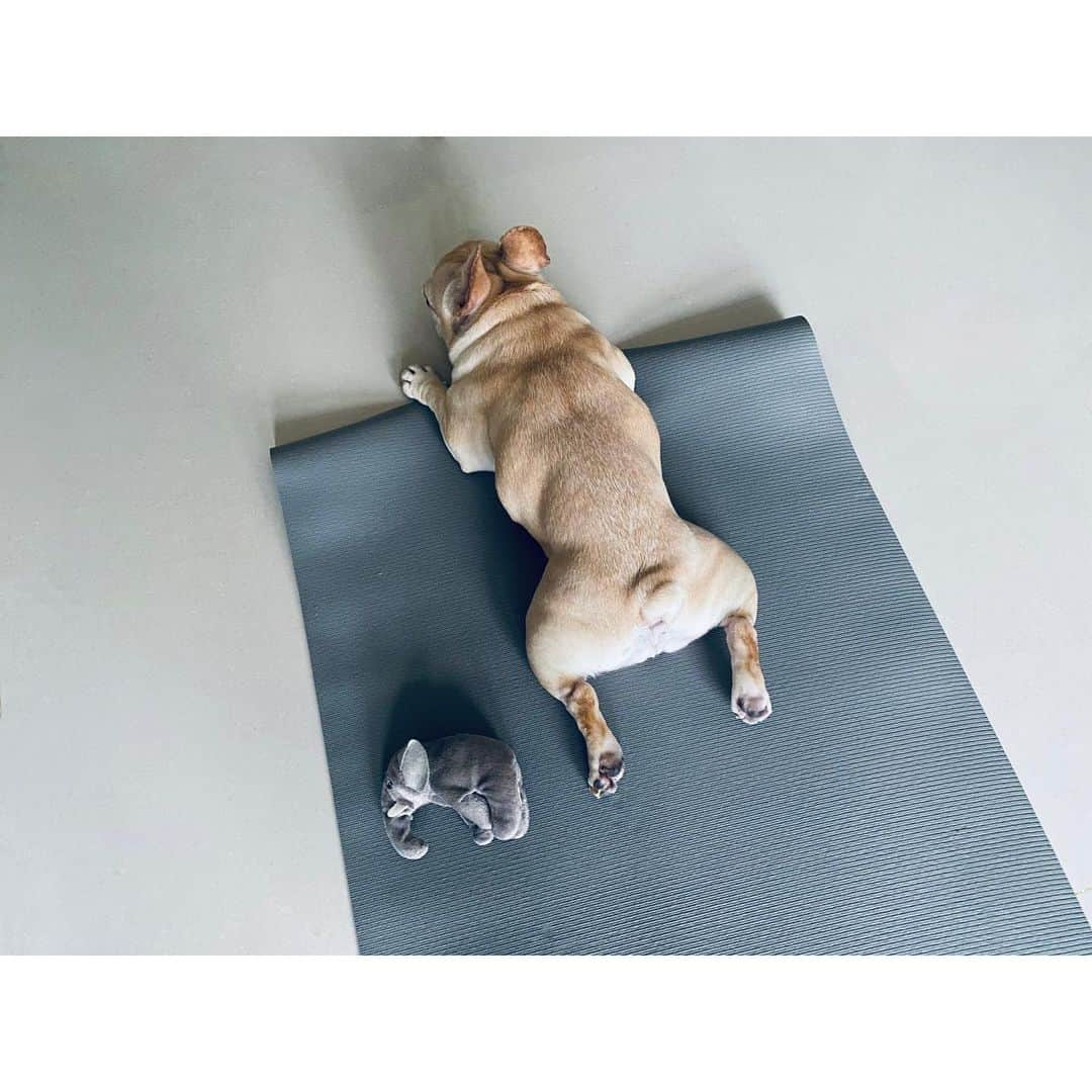 千田愛紗さんのインスタグラム写真 - (千田愛紗Instagram)「練瑜珈的Hana桑 #frenchbulldog」1月12日 14時05分 - aisa1108