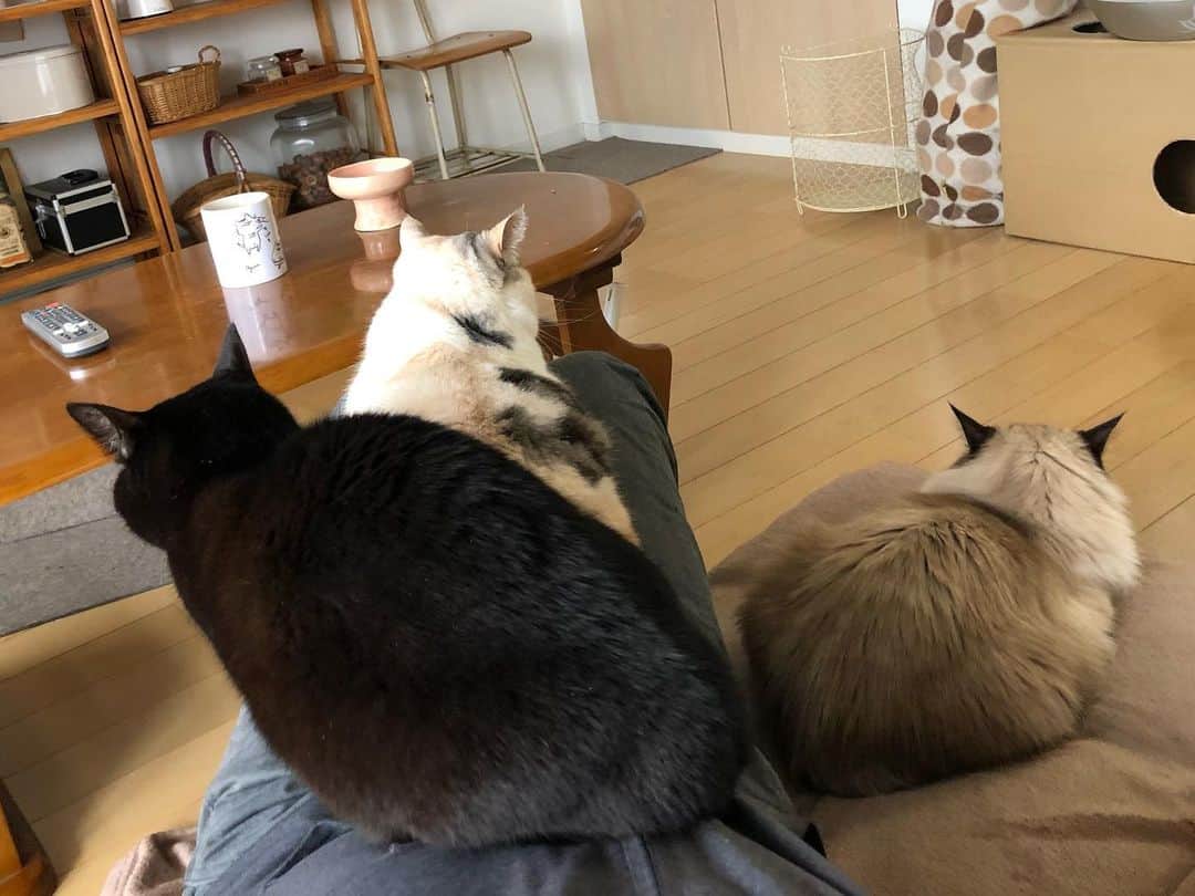ホタテ＆クラム＆シラスのインスタグラム：「‪毎回キャンプから帰って来ると猫軍団に取り憑かれる… 居なかったのたった一晩じゃん（笑）‬ #cat #neko #ScottishFold #猫 #ねこ #スコティッシュフォールド #catstagram #instagram #instagramjapan #ig_japan #igersjp #黒猫 #blackcat #ラグドール #ragdoll」