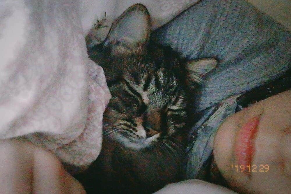 小見川千明さんのインスタグラム写真 - (小見川千明Instagram)「猫さんと一緒に寝ると『これが幸福か』とじんわりします。 . 更に腕の中で『野生はどうした？』と疑問を呈したくなるほど熟睡されると天に召される気持ちになります。 . . アビちゃん私の事大好きすぎる問題❤︎⃜⋆*ೄ . . #保護猫  #保護猫と暮らす #猫のいる暮らし #猫 #ねこすたぐらむ  #イケメン #甘えん坊  #cat  #catstagram  #filmphotography #filmcamera #film #フィルム #フィルムカメラ #フィルム風 #アプリ #nomo #anime #game #comic #manga #声優  #voice #voiceactor #voiceactress #japan #japanesegirl #kawaii #kawaiigirl #配音演员」1月12日 14時21分 - chiaki_omigawa