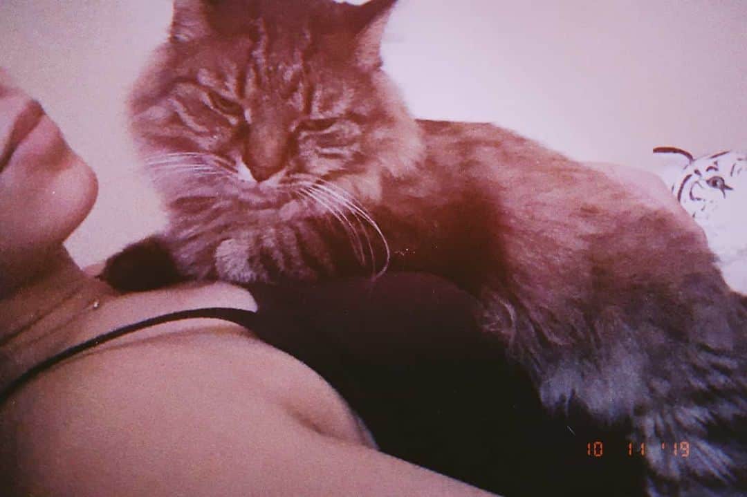 小見川千明さんのインスタグラム写真 - (小見川千明Instagram)「猫さんと一緒に寝ると『これが幸福か』とじんわりします。 . 更に腕の中で『野生はどうした？』と疑問を呈したくなるほど熟睡されると天に召される気持ちになります。 . . アビちゃん私の事大好きすぎる問題❤︎⃜⋆*ೄ . . #保護猫  #保護猫と暮らす #猫のいる暮らし #猫 #ねこすたぐらむ  #イケメン #甘えん坊  #cat  #catstagram  #filmphotography #filmcamera #film #フィルム #フィルムカメラ #フィルム風 #アプリ #nomo #anime #game #comic #manga #声優  #voice #voiceactor #voiceactress #japan #japanesegirl #kawaii #kawaiigirl #配音演员」1月12日 14時21分 - chiaki_omigawa