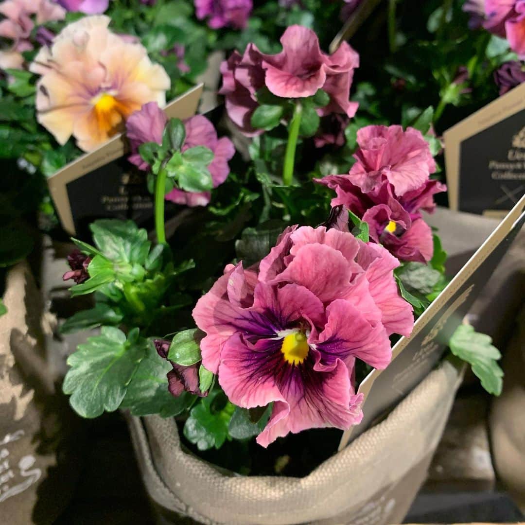 青山フラワーマーケットのグルメインスタ