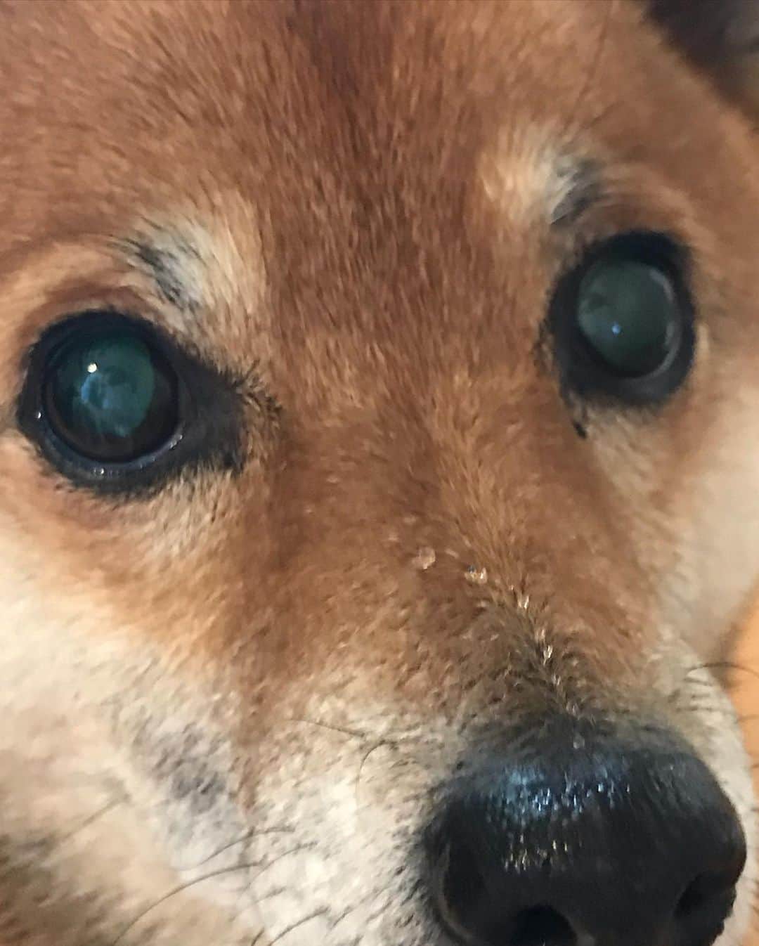 柴犬はなこ Shibainu Hanakoさんのインスタグラム写真 - (柴犬はなこ Shibainu HanakoInstagram)「はなこはお水飲むのがへたです😆いつも周りが水浸し💦 #shiba #dog #shibainu #犬　#柴犬」1月12日 15時43分 - kiki_beee