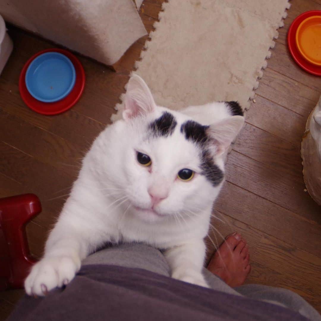 Kachimo Yoshimatsuさんのインスタグラム写真 - (Kachimo YoshimatsuInstagram)「おねだり。痛いから爪立てないで！ #うちの猫ら ＃猫 #ねこ #nanakuro #cat #ネコ #catstagram #ネコ部 http://kachimo.exblog.jp」1月12日 16時15分 - kachimo