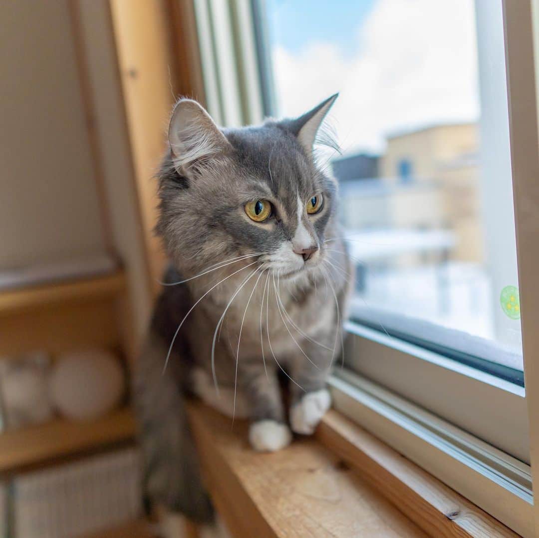 マアルのインスタグラム：「りりたんちゃん #🐈 #北海道 #旭川 #ペットホテル #ラガマフィン」