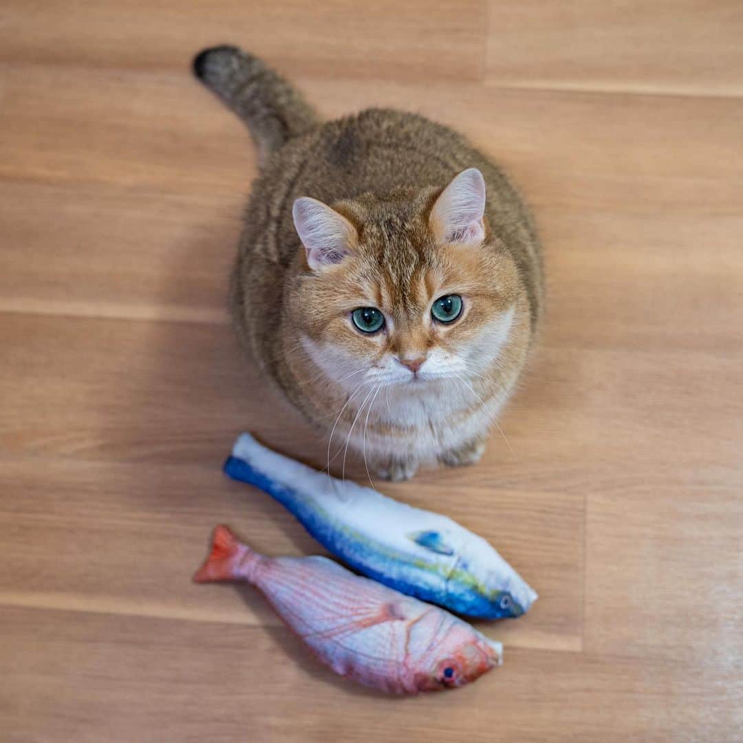 Hosicoさんのインスタグラム写真 - (HosicoInstagram)「I got a lot of fish here 🐟」1月12日 17時56分 - hosico_cat