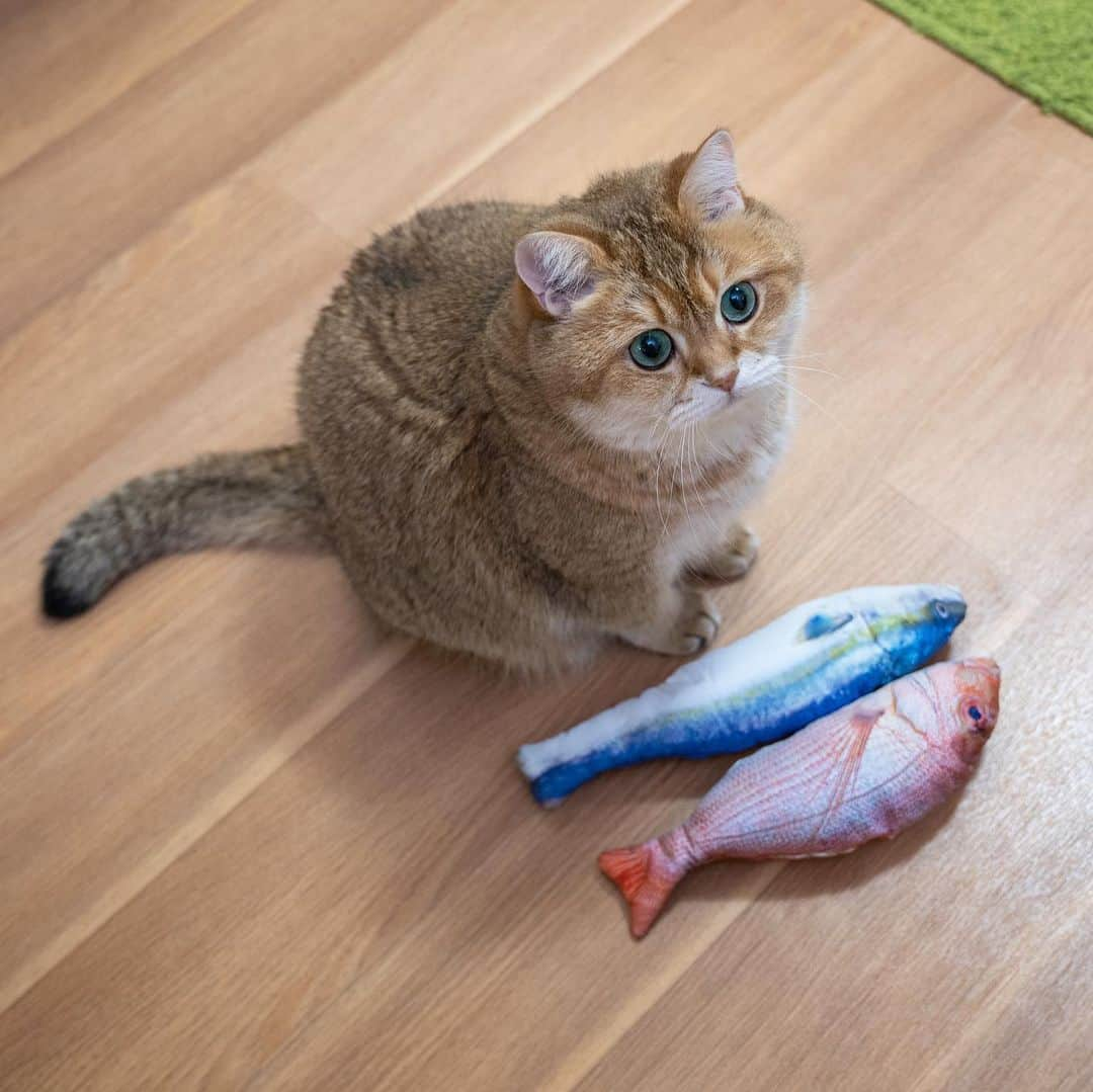 Hosicoさんのインスタグラム写真 - (HosicoInstagram)「I got a lot of fish here 🐟」1月12日 17時56分 - hosico_cat