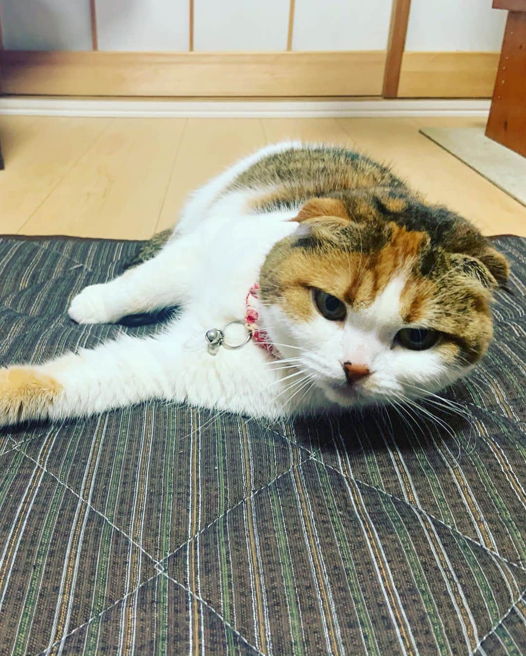 及川奈央さんのインスタグラム写真 - (及川奈央Instagram)「一泊実家に帰ってきました。 癒されたーーー #愛猫 #みく#ラン」1月12日 18時01分 - naooikawa