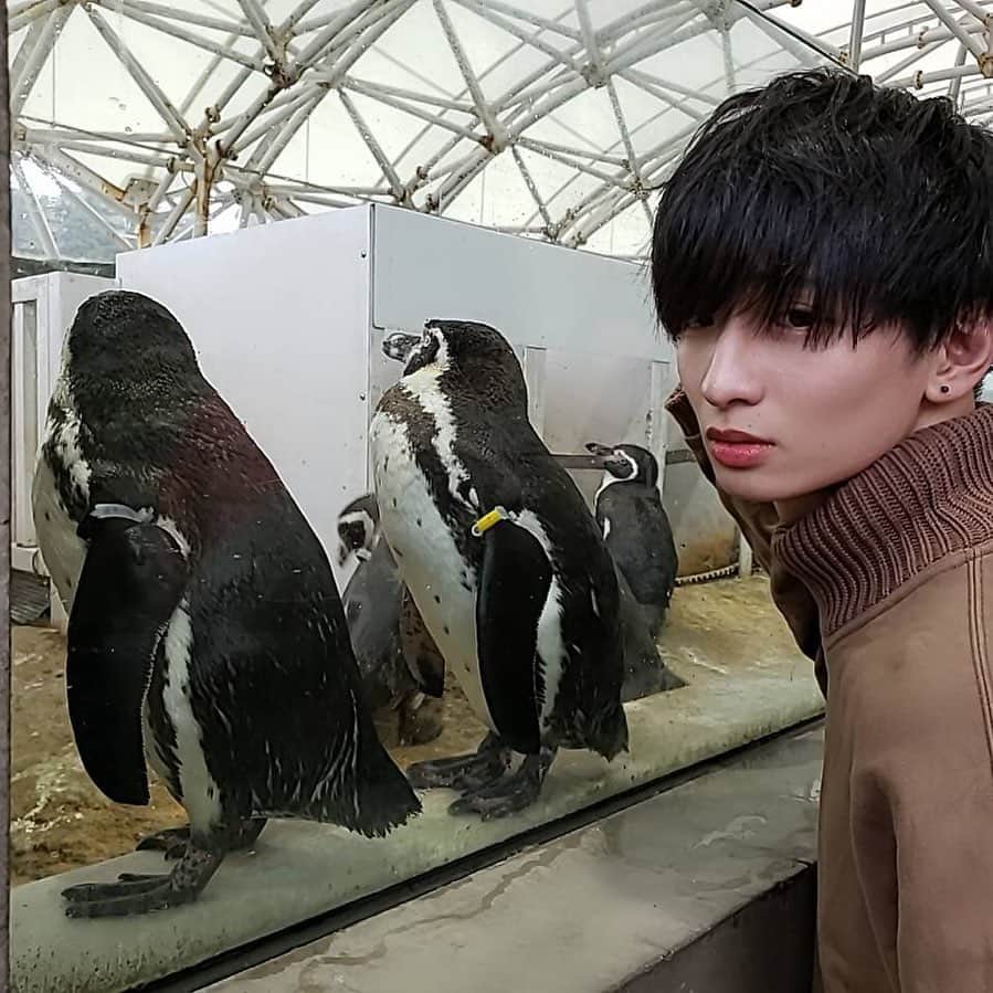 影井ひろ樹さんのインスタグラム写真 - (影井ひろ樹Instagram)「ペンギン。 ガラスにビチクソがこべりついとったわ。 だからエロい顔しといたで。 黒木香ばりのエロい顔。 2投稿連続で同じ服笑う。」1月12日 18時32分 - nigaoenohiroki