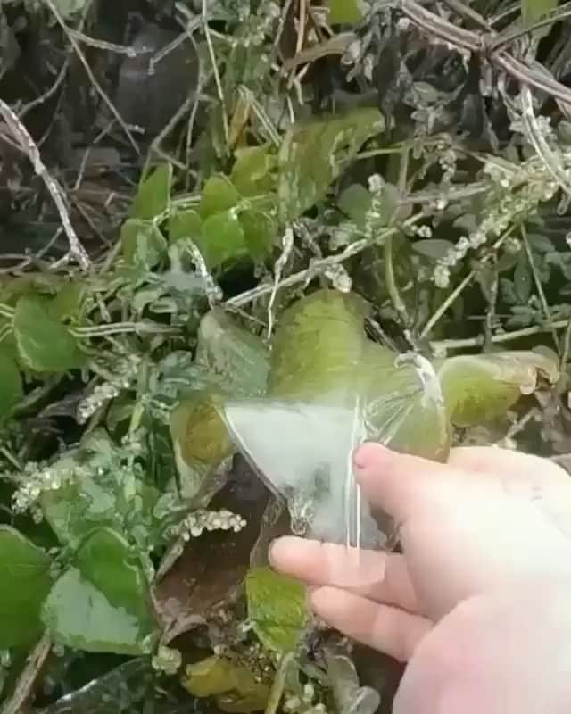 BeStylishのインスタグラム：「Peeling ice off a frozen leaf. 🍀❄️ _ • • Follow @bestylish for more awesome daily content! #bestylish #coolvideo #art #nature #videoftheday #naturelovers #ice #inspo」