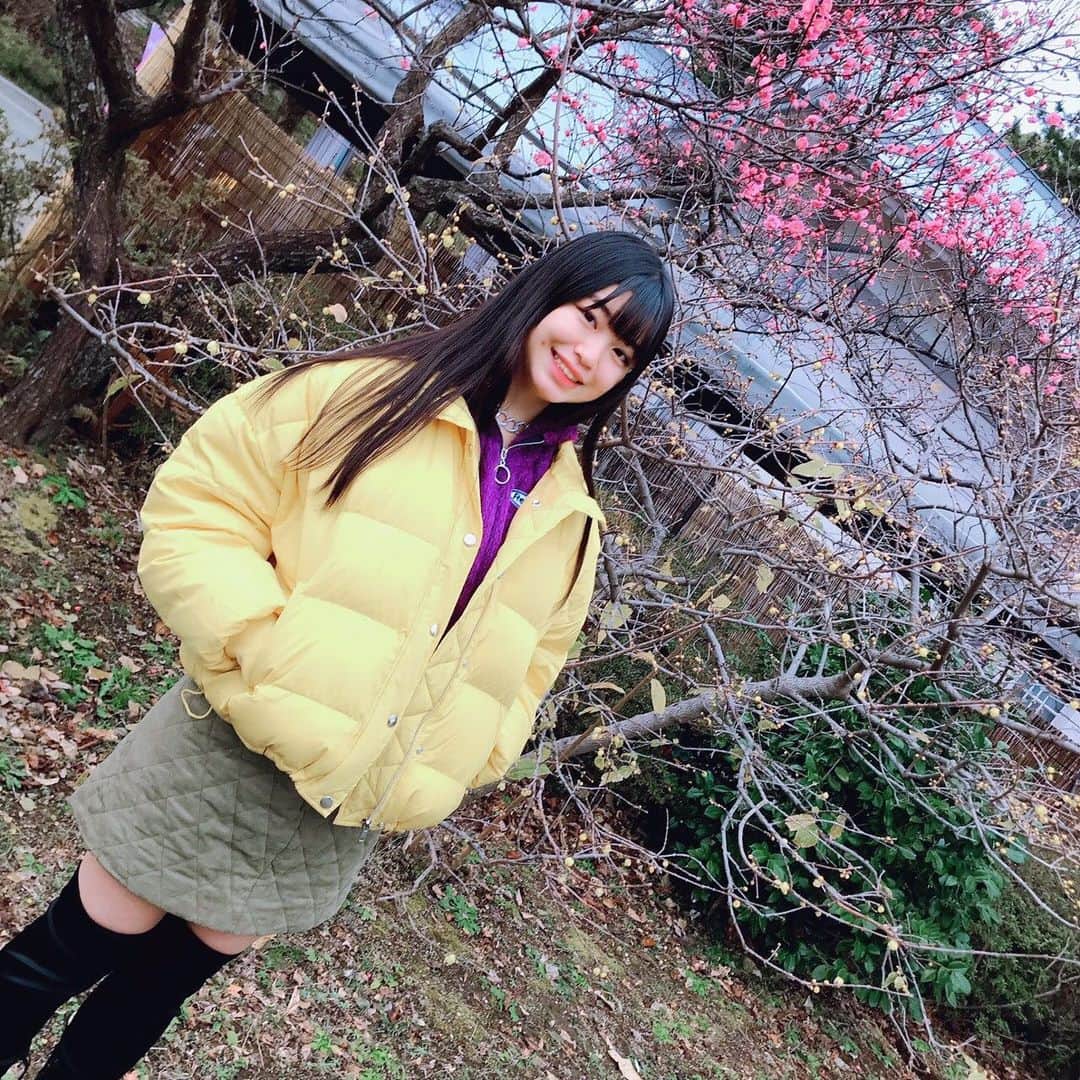 吉田万葉のインスタグラム：「もう梅が咲いてたよ❀.*･ﾟ 蝋梅の香り好き♡♡ #梅 #蝋梅 #jk1」