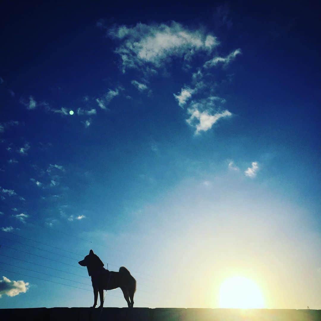マロたんのインスタグラム：「痩せてた頃もあるんだよ #shiba #shibainu」