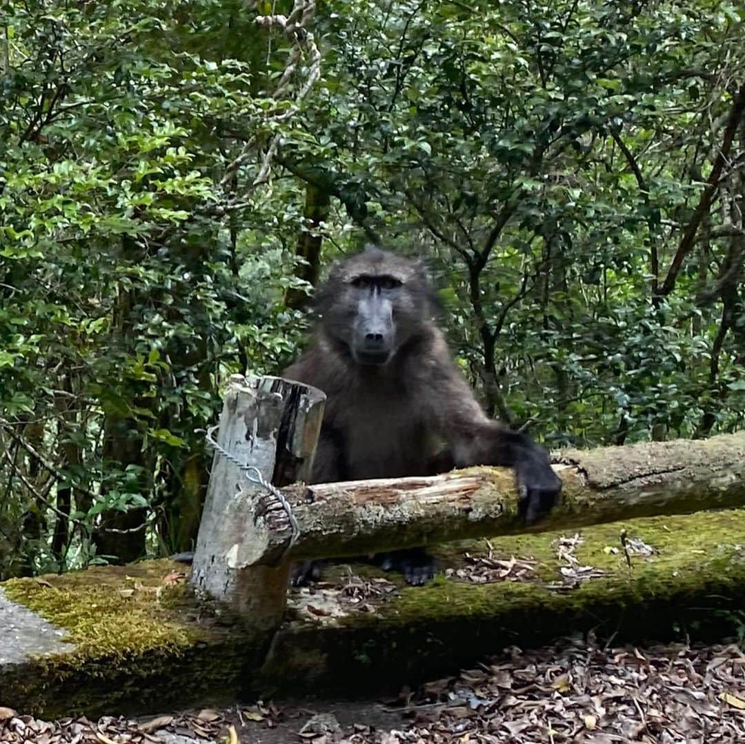 ニック・フロストさんのインスタグラム写真 - (ニック・フロストInstagram)「The second shot only features, essentially, the swole, red anu of a baboon. Kind of wanted to squeeze it to see if anything throbbed out.」1月12日 21時33分 - friedgold