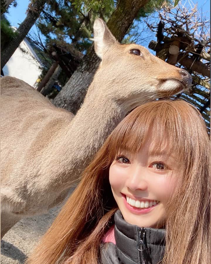 のインスタグラム：「宮島には… フレンドリーな鹿🦌がいっぱいいるので 2ショット撮り放題📸✨ 嬉し過ぎるー(ฅωฅ♥)// 最終的には気心知れて頭にアゴ乗せ からのー 綺麗に交差し合いフィット🦌❗️❗️ ピターゴラースイッチ💡 ♩*。 親友に一歩近付いた🦌💕 *  歩いていると角を ツンツンツンツンしている鹿🦌や お店の前で順番待ちの鹿にも遭遇w りなっちは多くの鹿をすっかり🦌手懐けてた❤️ * 🇯🇵*⋆✈︎🌏 🗾➵広島県 ✼••┈┈┈┈┈┈┈┈┈┈┈┈┈┈┈┈••✼ #安芸の宮島 #宮島 #タビジョ #厳島神社 #⛩ #鹿 #cooljapan #japanesetradition #厳島 #tripgramjp #広島県 #世界遺産 #広島 #japan #WorldHeritageSite #日本の景色 #旅好き #旅好きな人と繋がりたい #カメラ女子 #大自然満喫 #photooftheday #trip #travelgram #女子旅 #旅行#tripstagram #日本の絶景 #ootd #instafollow #japanesegirl ✼••┈┈┈┈┈┈┈┈┈┈┈┈┈┈┈┈••✼」
