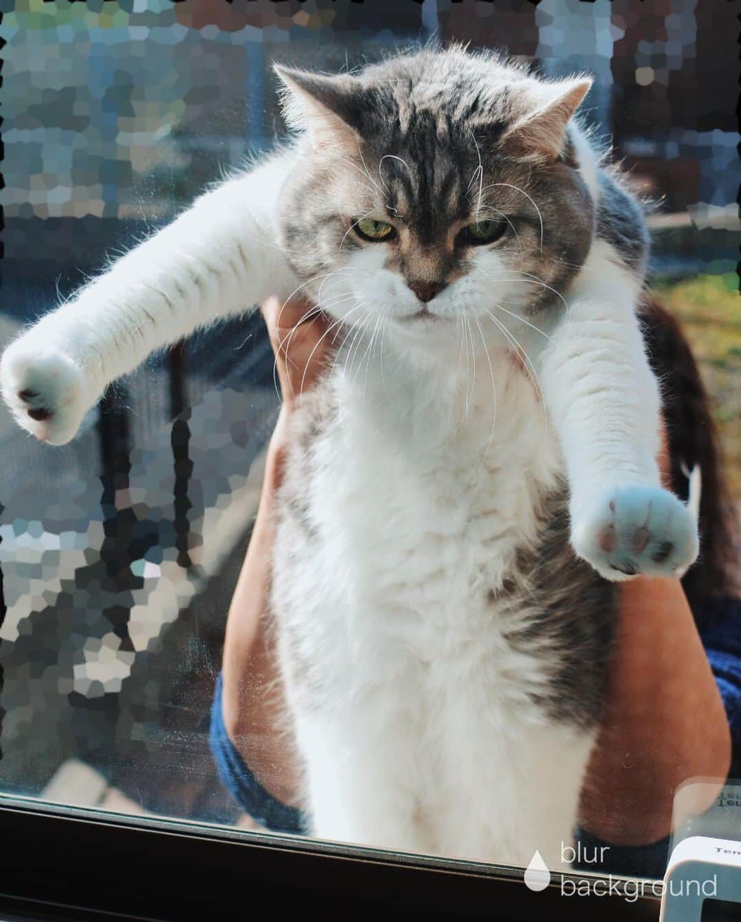 sancheloveさんのインスタグラム写真 - (sancheloveInstagram)「トンッという音に振り向くと窓越しにタバ様が...w 配達の方が来た隙に逃げたそうです。家の周りだけで、門から外にも行かないんですけどね。逃げ足も早くないタバ様の#壁ドン #タバ様捕獲  #kitty#catstagram#catstagram_japan#petstagram#picneko#instacat#meow#catoftheday#catofworld#ilovemycat#funnycat#猫#ねこ#にゃんこ#みんねこ#にゃんだふるらいふ#ふわもこ部#にゃんこ#ねこまみれ#britishshorthair#scottishfold#ブリティシュショートヘア#ねこ休み展#ねこのいる暮らし Tabatha」1月12日 22時21分 - sanchelove