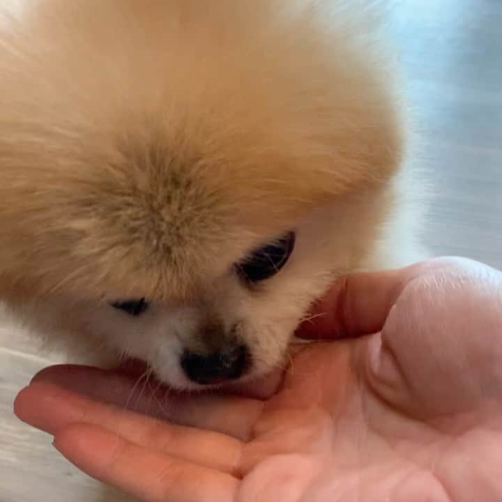 Ella Chuffyのインスタグラム：「👅 . . . . . . . . . #ellachuffy #pet #petstagram #pomeranianpage #pomeraniansofinstagram #teacuppoms #cutedogs #pomeranian_lovers #pomeranianlife #pomeranianworld #teddybeardog #pomeranian #puppylove #aplacetolovedogs #dogoftheday #justpomeranians #fluffypack #dogoftheday #anmlsposts #thedailypompom #picoftheday #iflmdog #犬 #狗 #everydaydoglover  #pomeranianww #justpomeranians #wiggleless #wigglelessdogbackbrace」