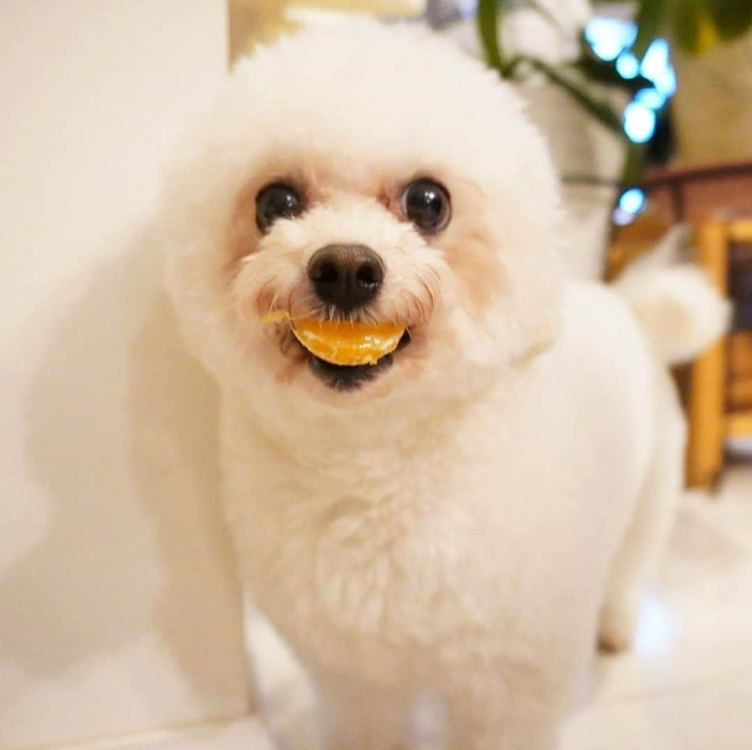 山賀琴子さんのインスタグラム写真 - (山賀琴子Instagram)「ベビちゃんスマイル🍊﻿ (ミカン食べてる)﻿ ﻿ みっちゃんふわふわ✨﻿ コタローは遊んでるか寝てるか😂💕﻿ ﻿ コタローはダックスの#雑種犬﻿ みっちゃんは#ビションフリーゼ﻿ ベビちゃんは#ボロニーズ﻿」1月12日 23時08分 - kotokoyamaga