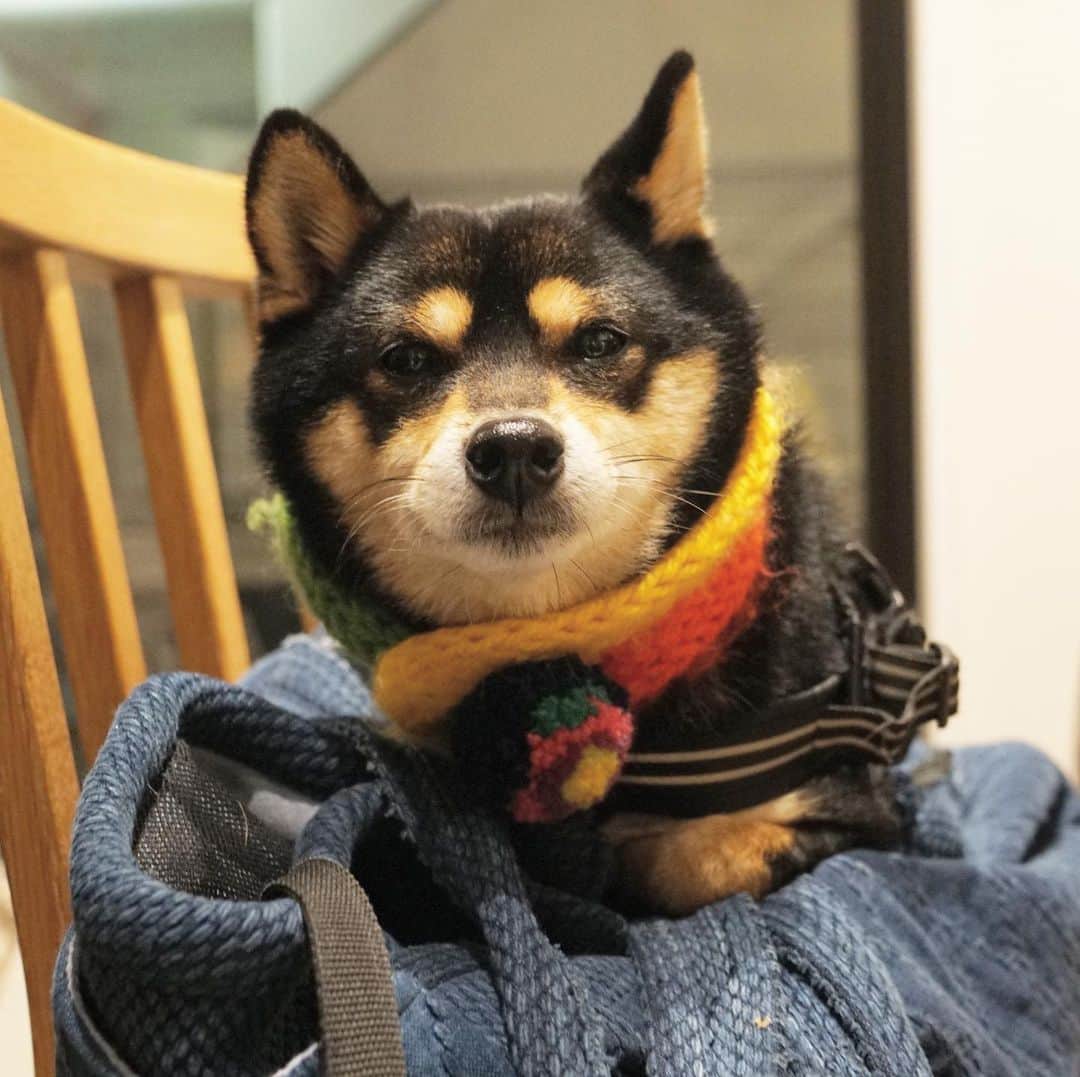 黒豆柴こむぎのグルメインスタ